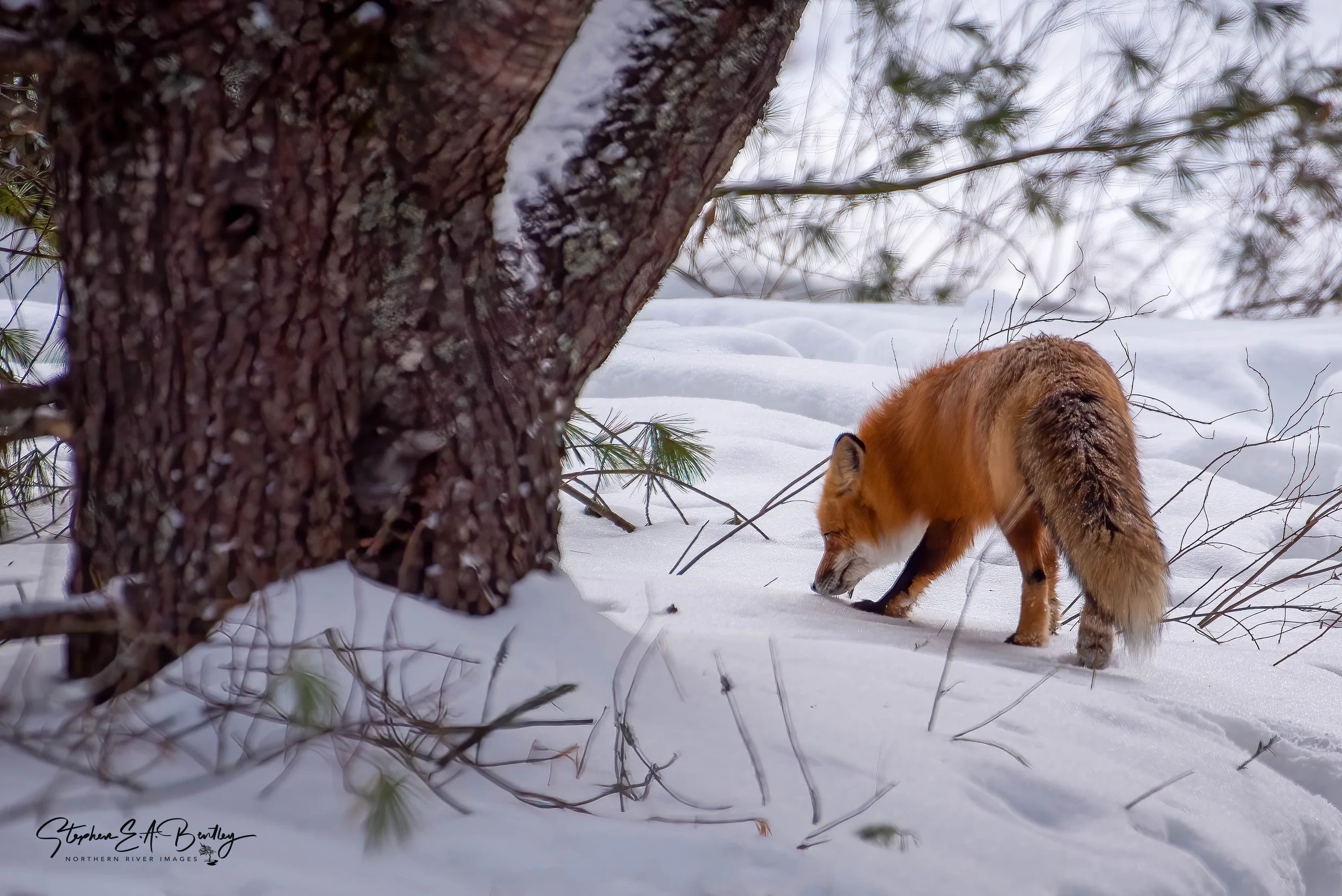 Wildlife and Winter