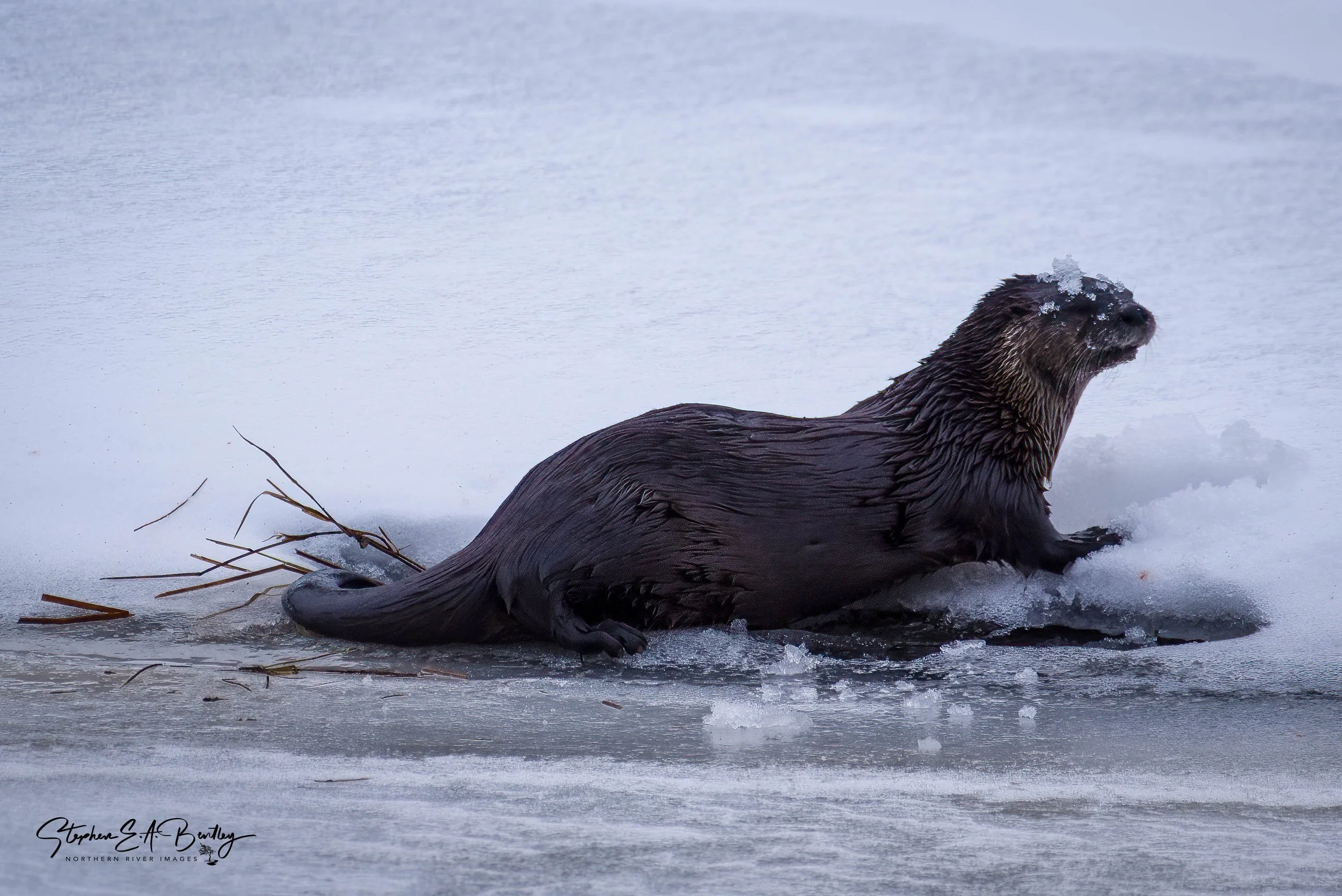 Winter Wildlife Detectives