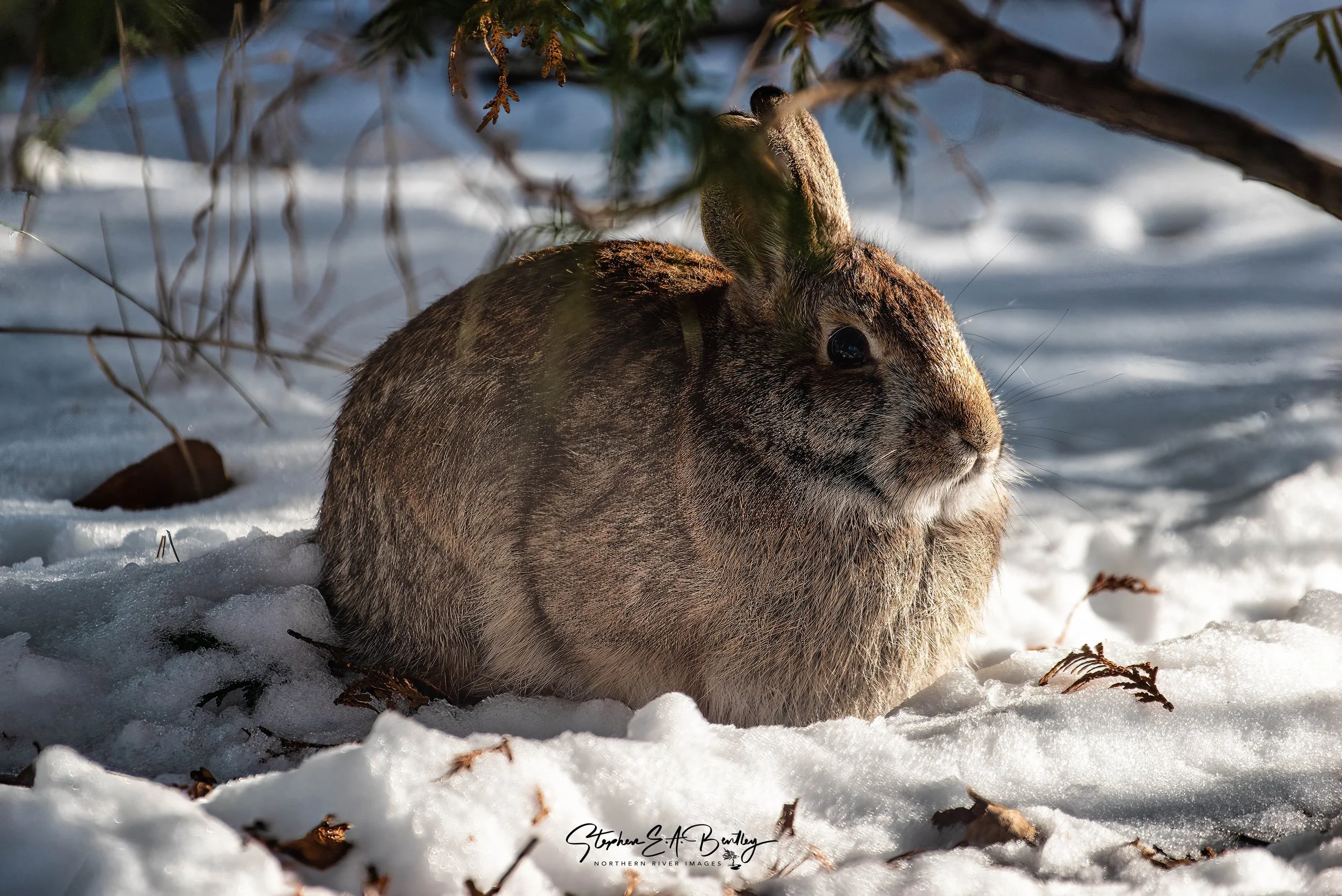 The March into Spring