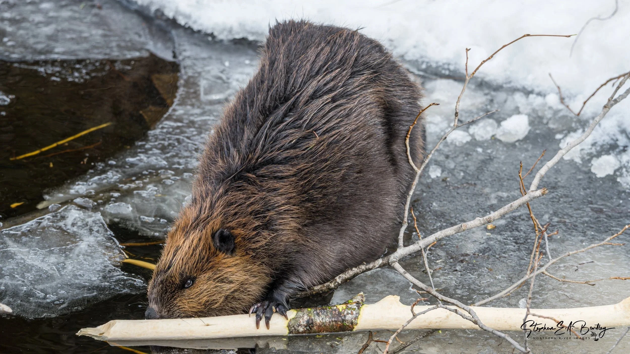 North American Beaver