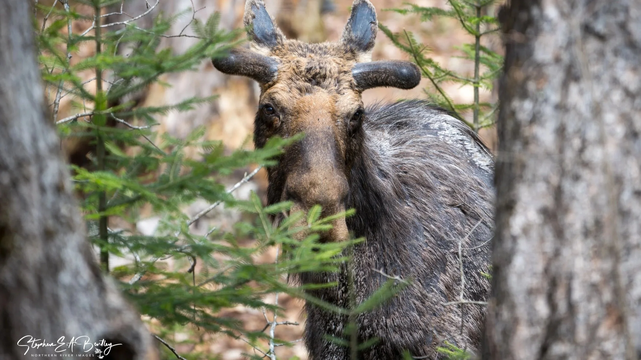 Bull Moose

