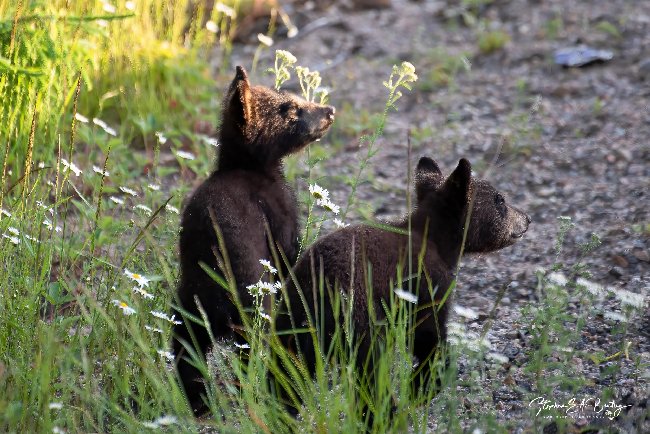 Black Bears In June