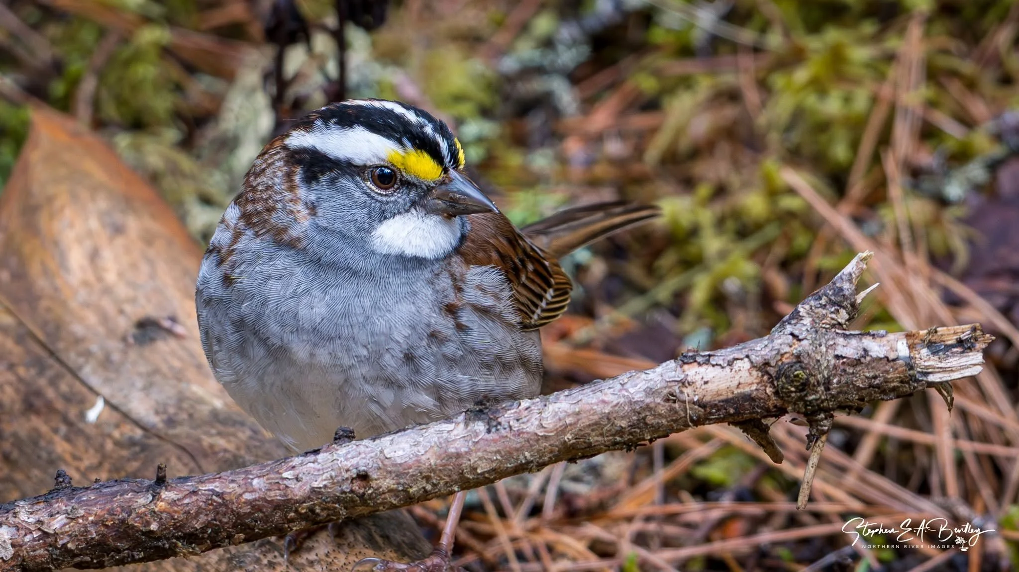 White-throated Sparrow
