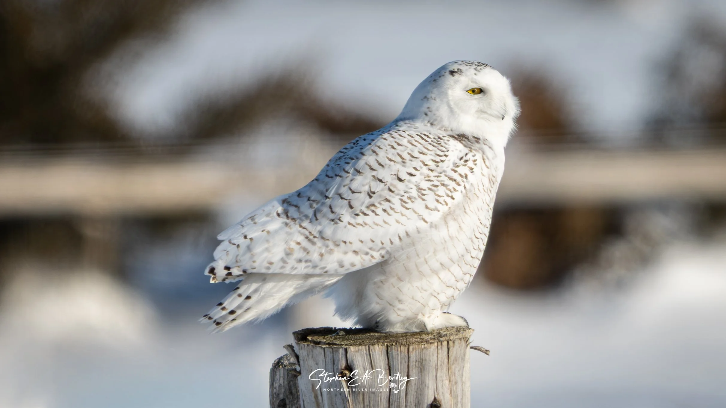 Snowy Owl