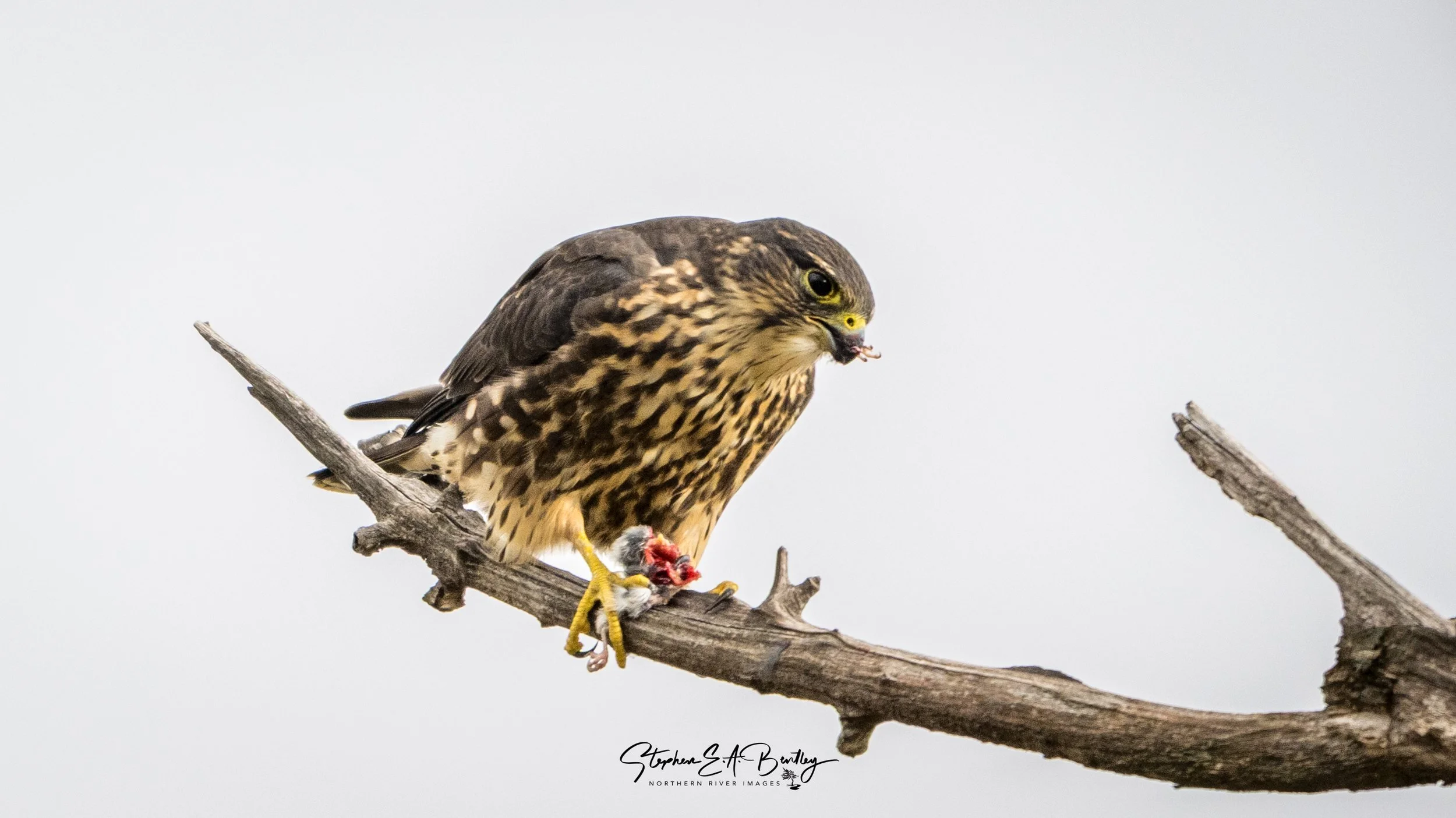 Merlin