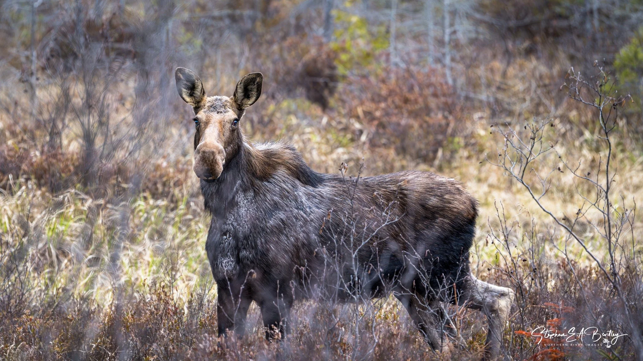 Moose