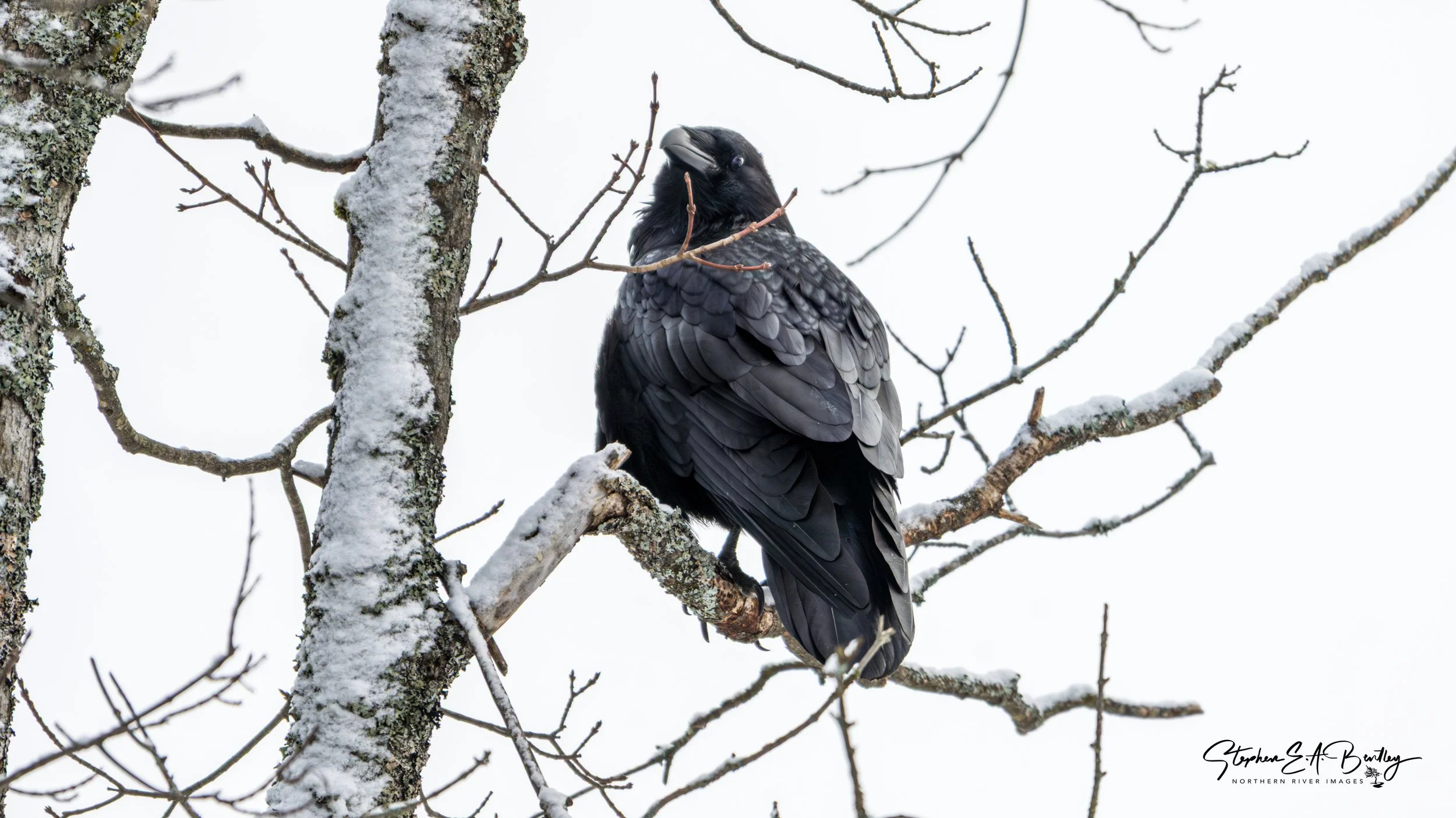 Common Raven