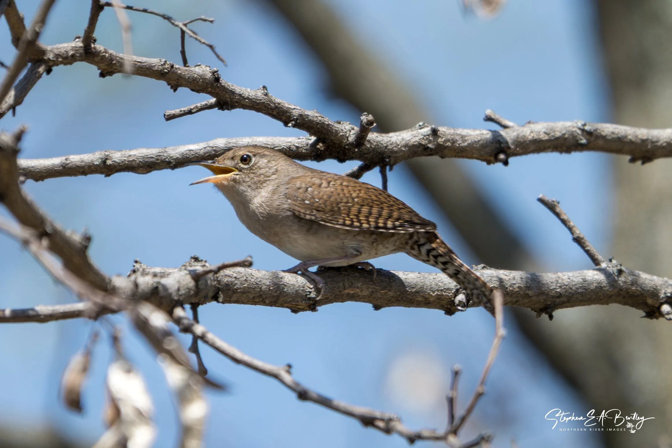 Northern House Wren