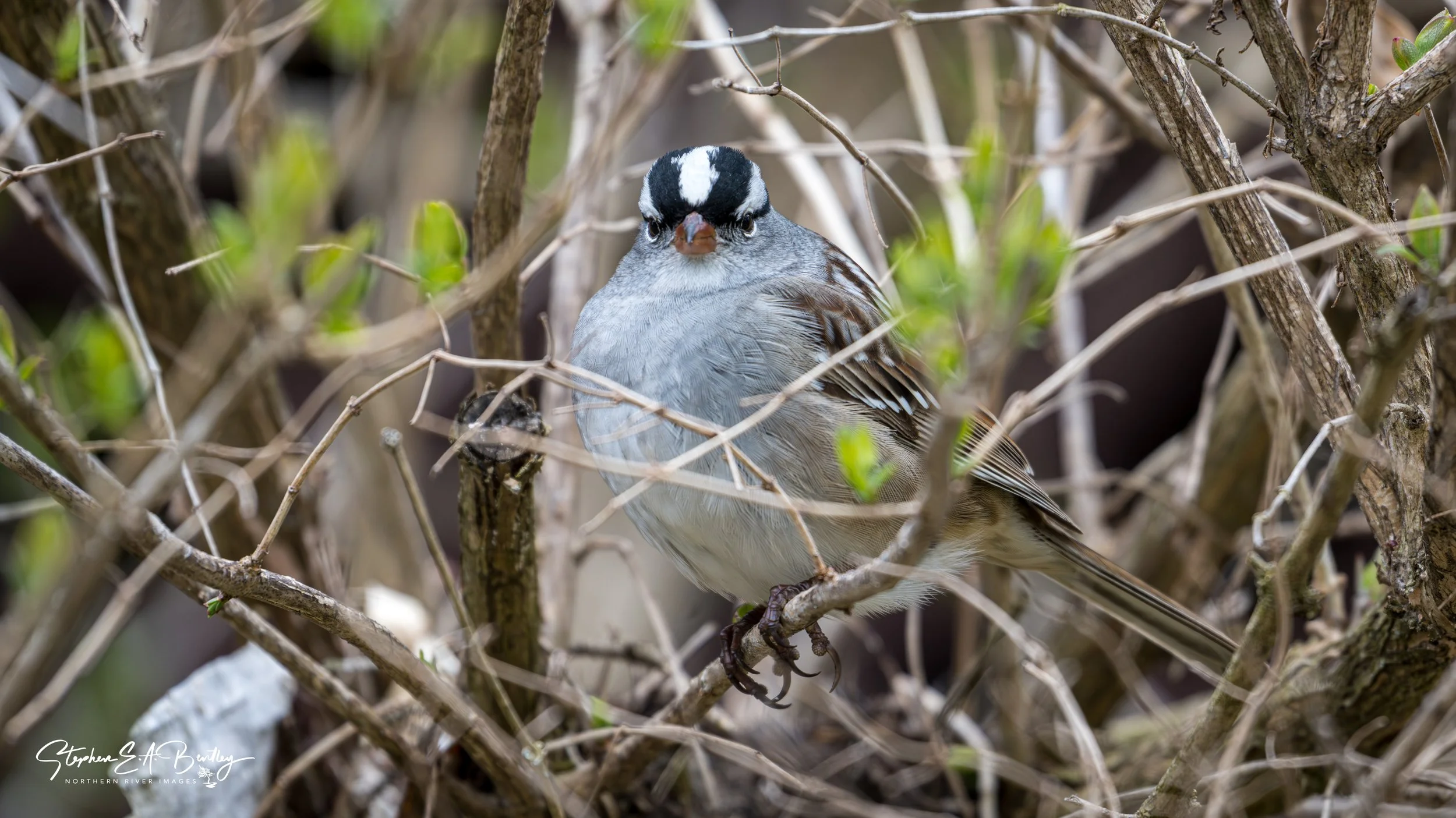 White-crowned Sparrow