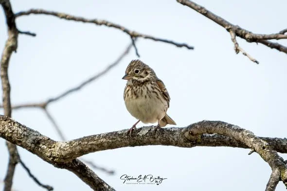 Vesper Sparrow