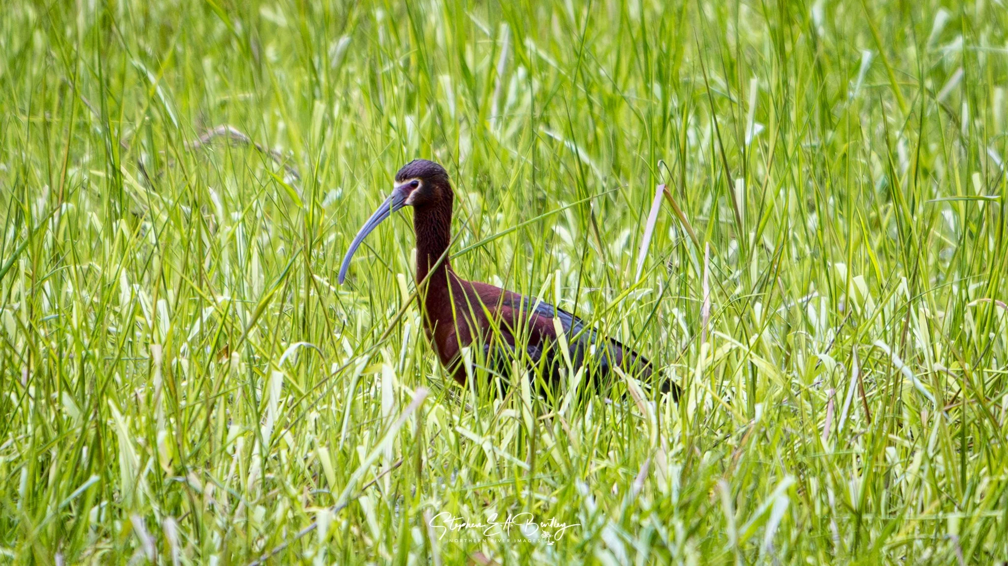 White-faced Ibis
