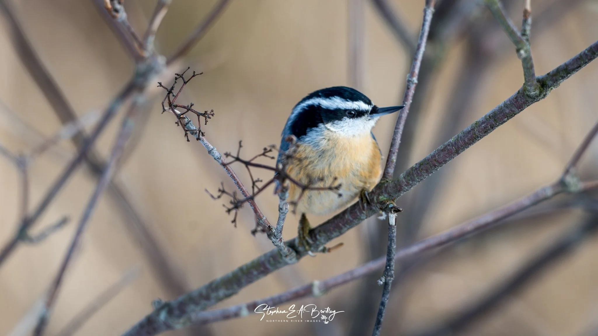 Red-breasted Nuthatch