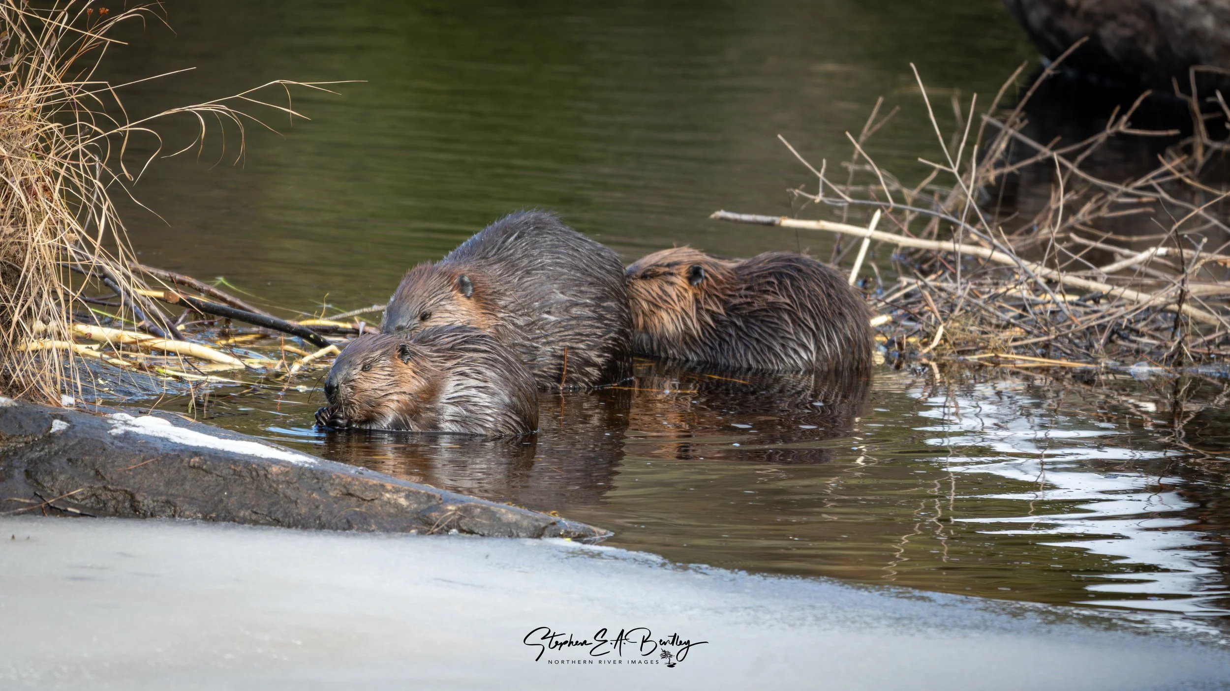 North American Beaver
