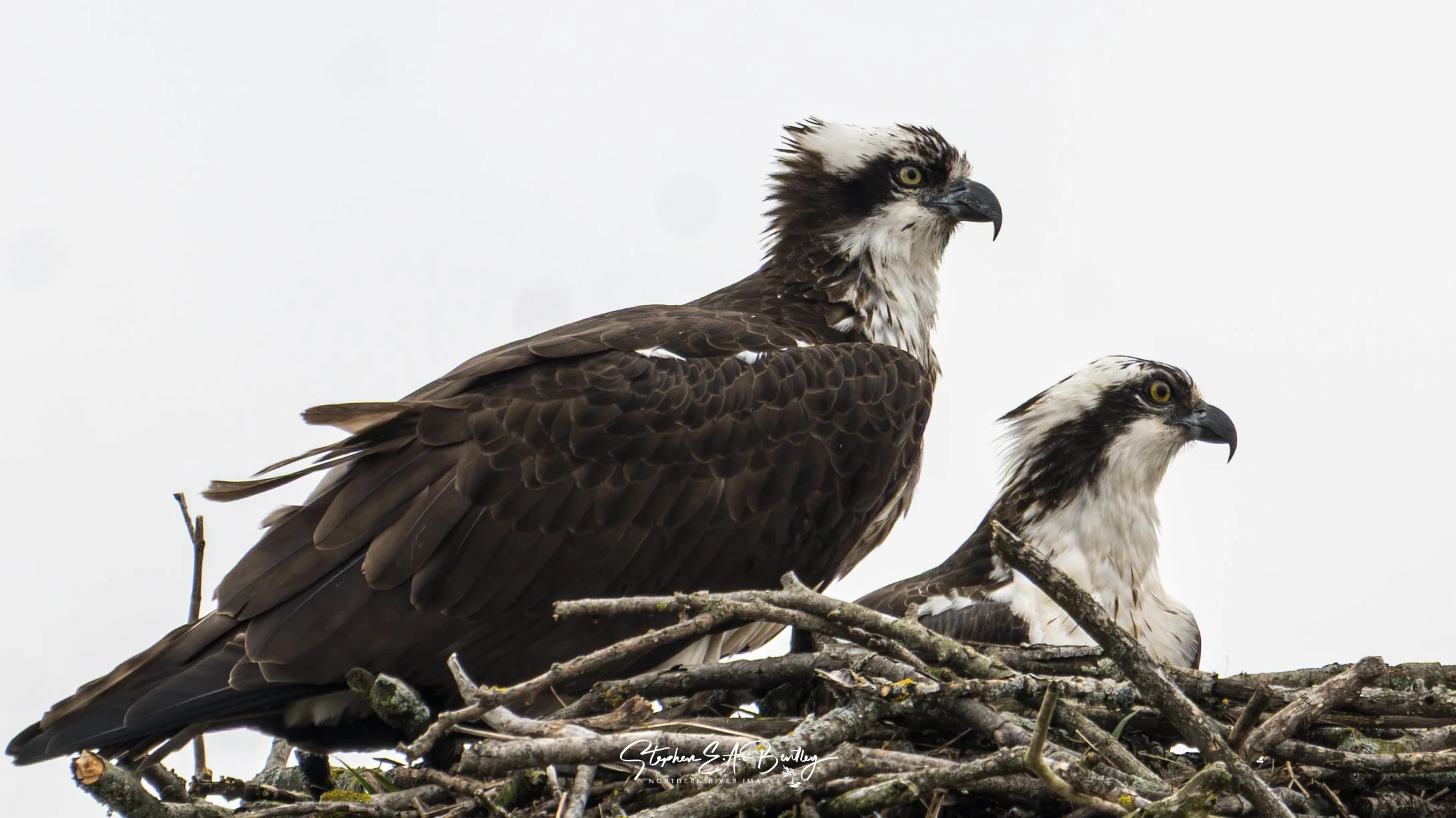 Osprey