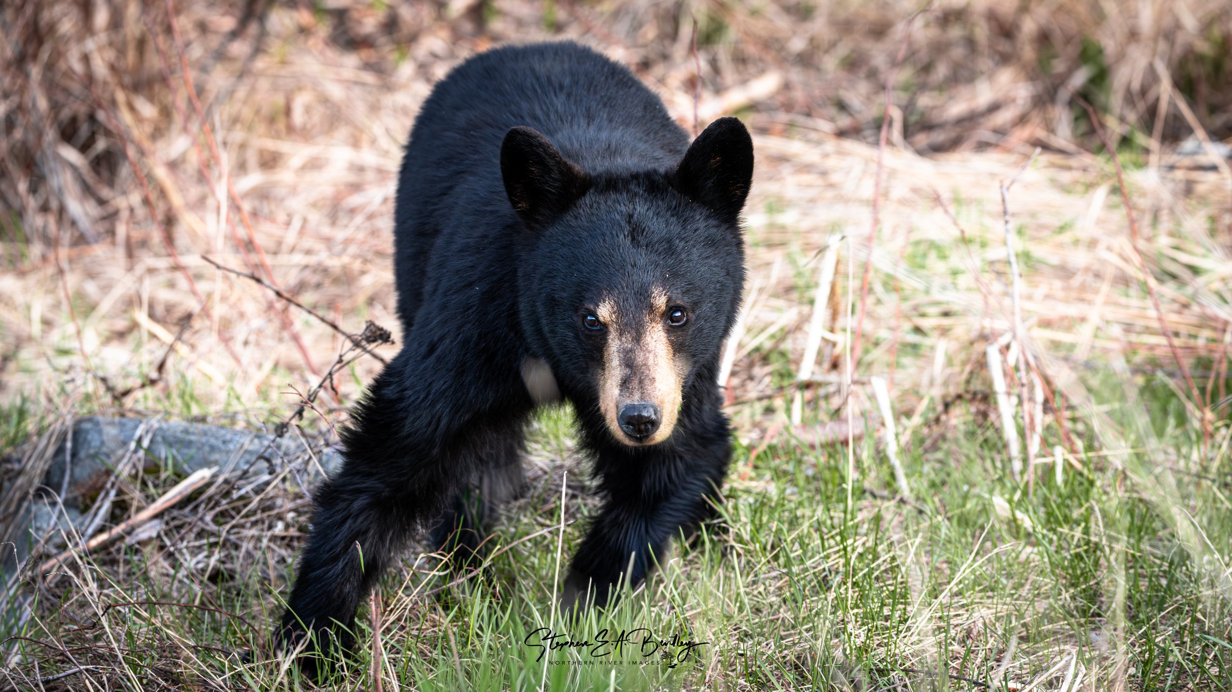 Black Bear