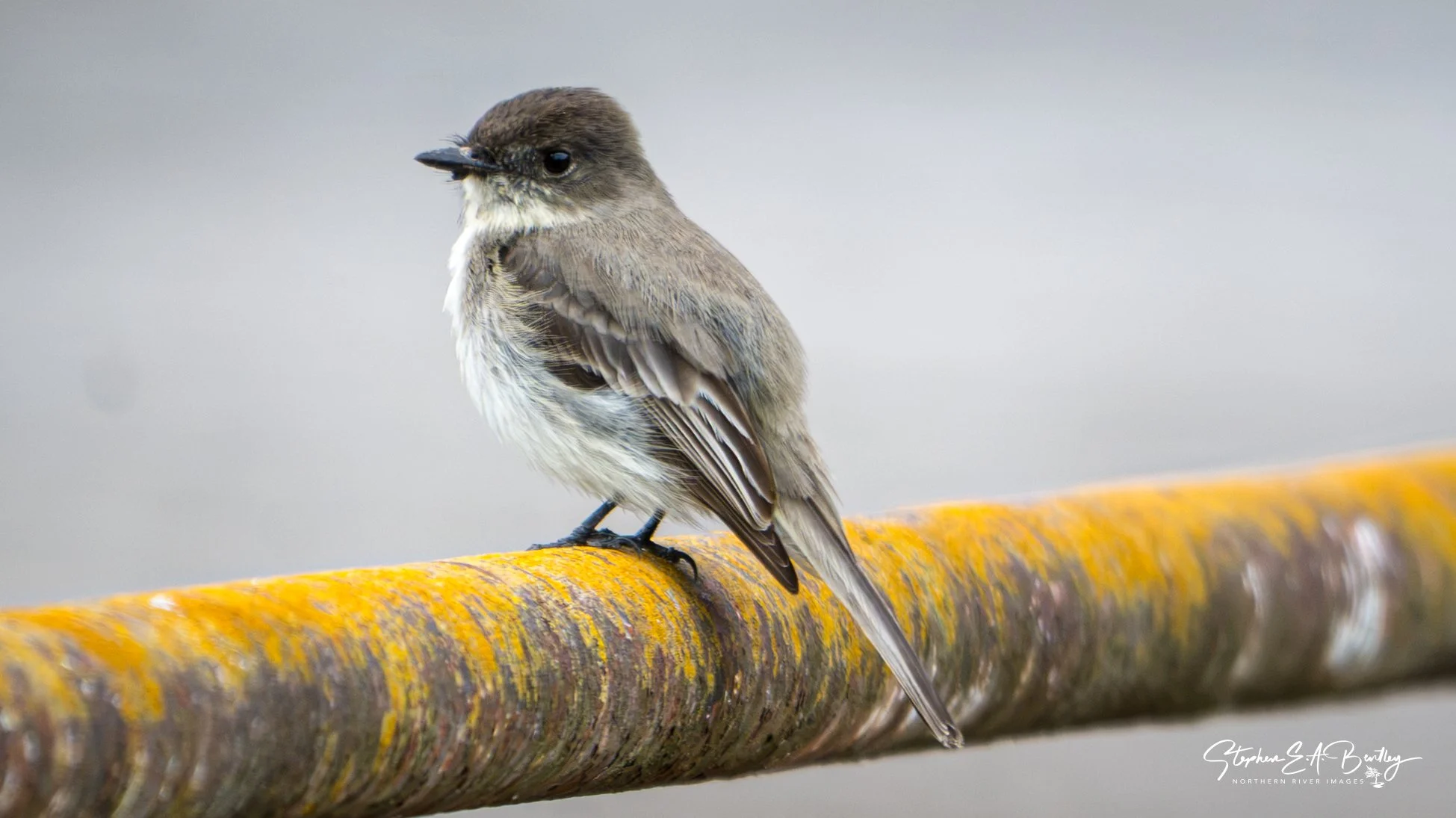 Eastern Phoebe