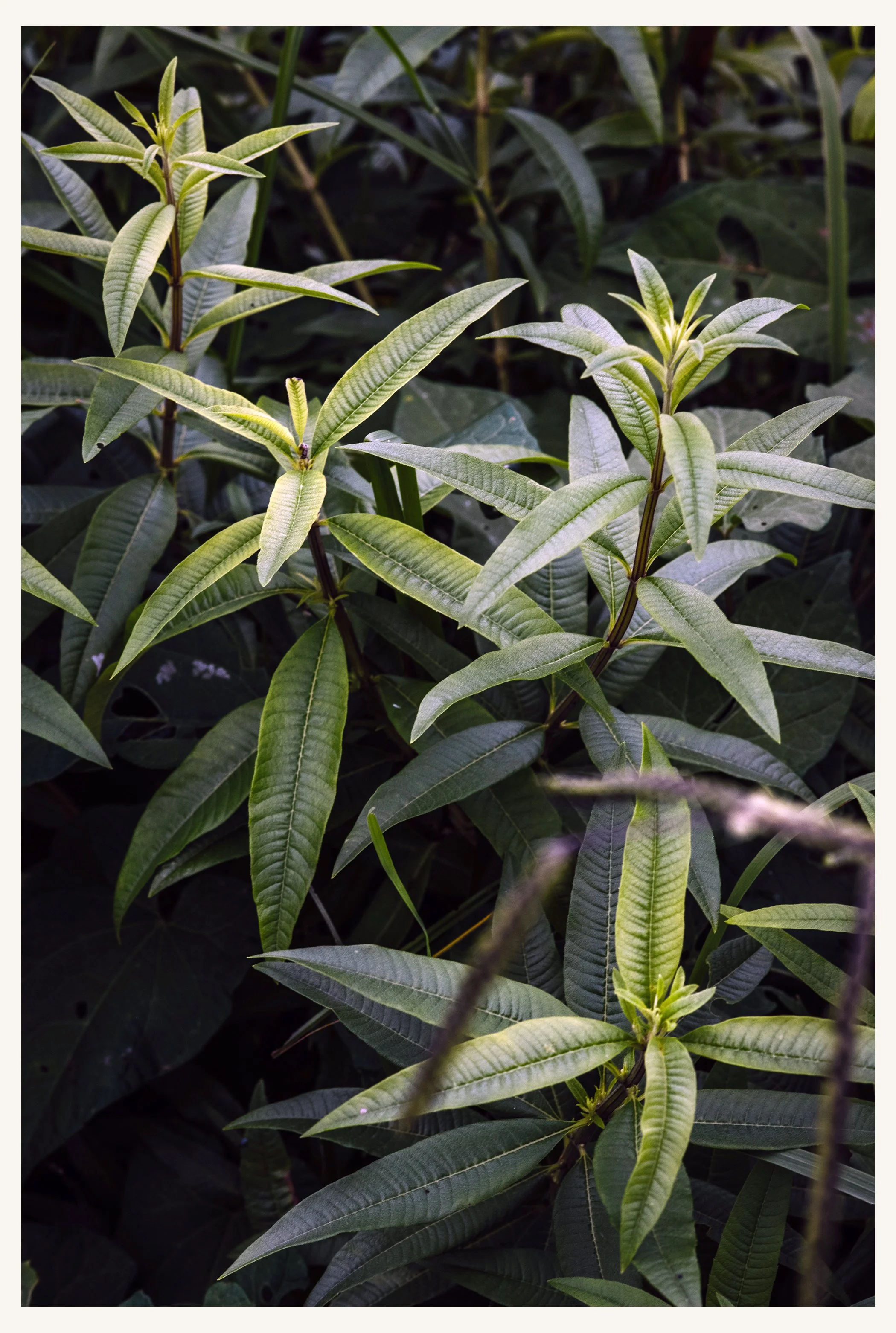 Garten_062R.jpg