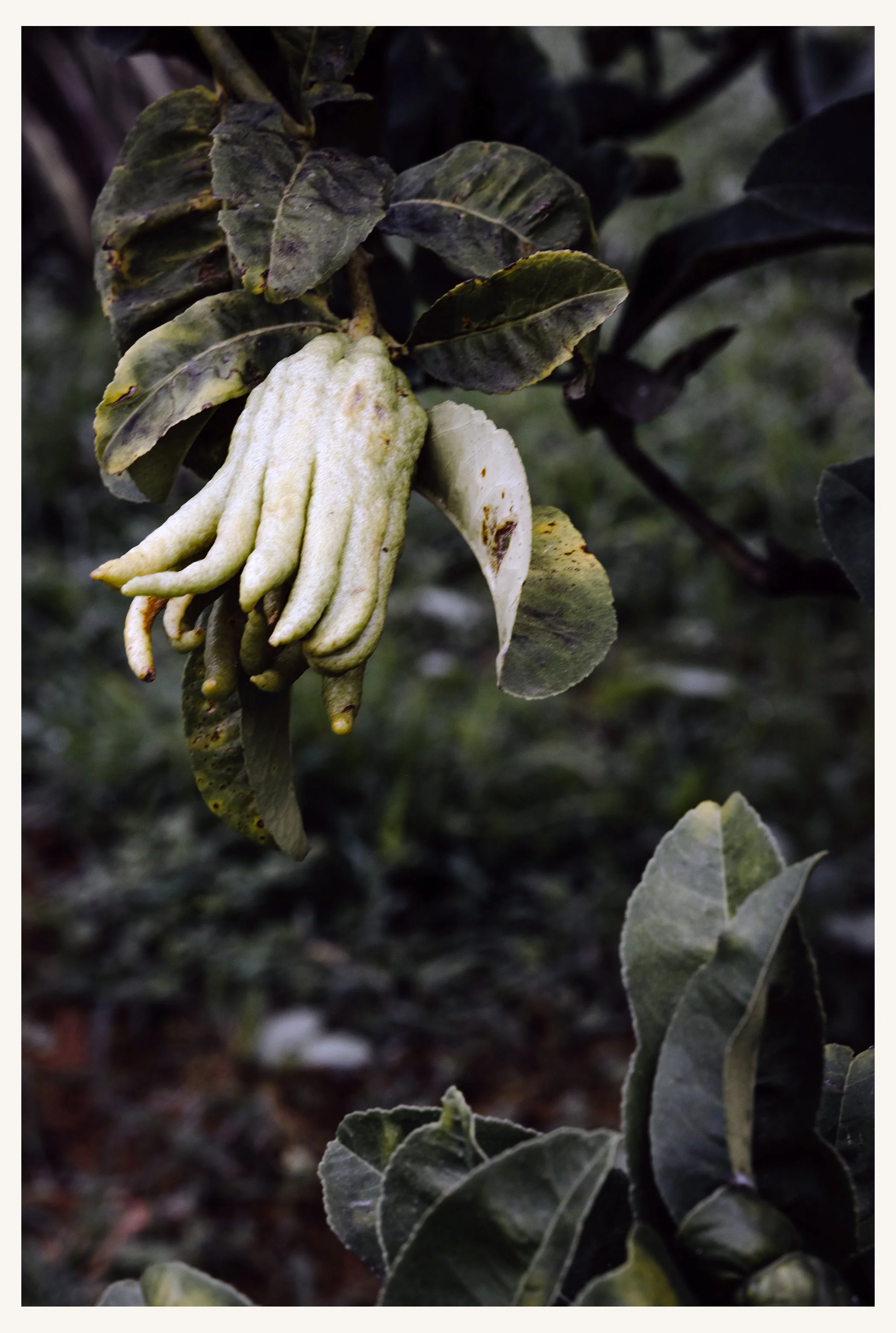 Garten_015R.jpg