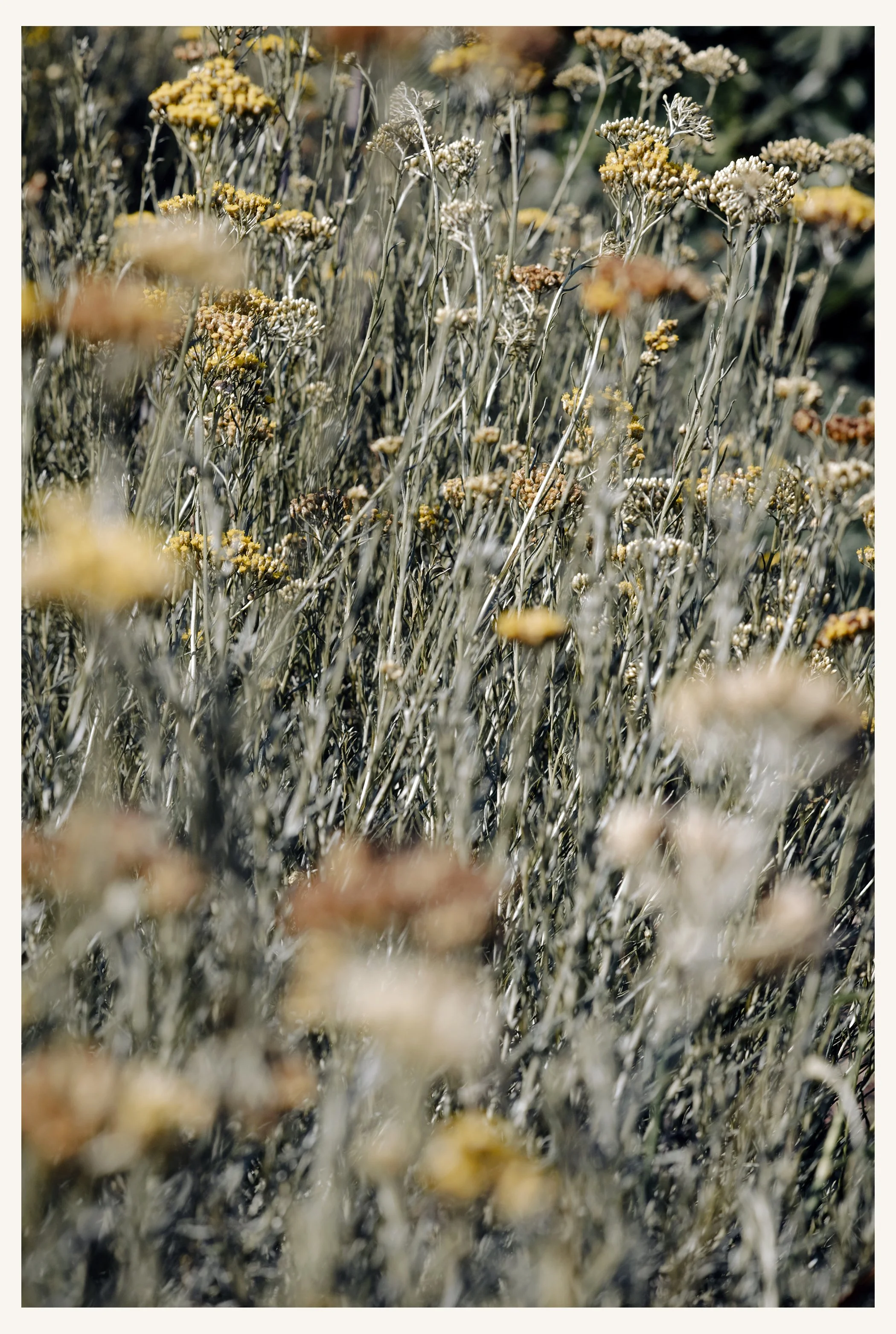 Garten_098R.jpg