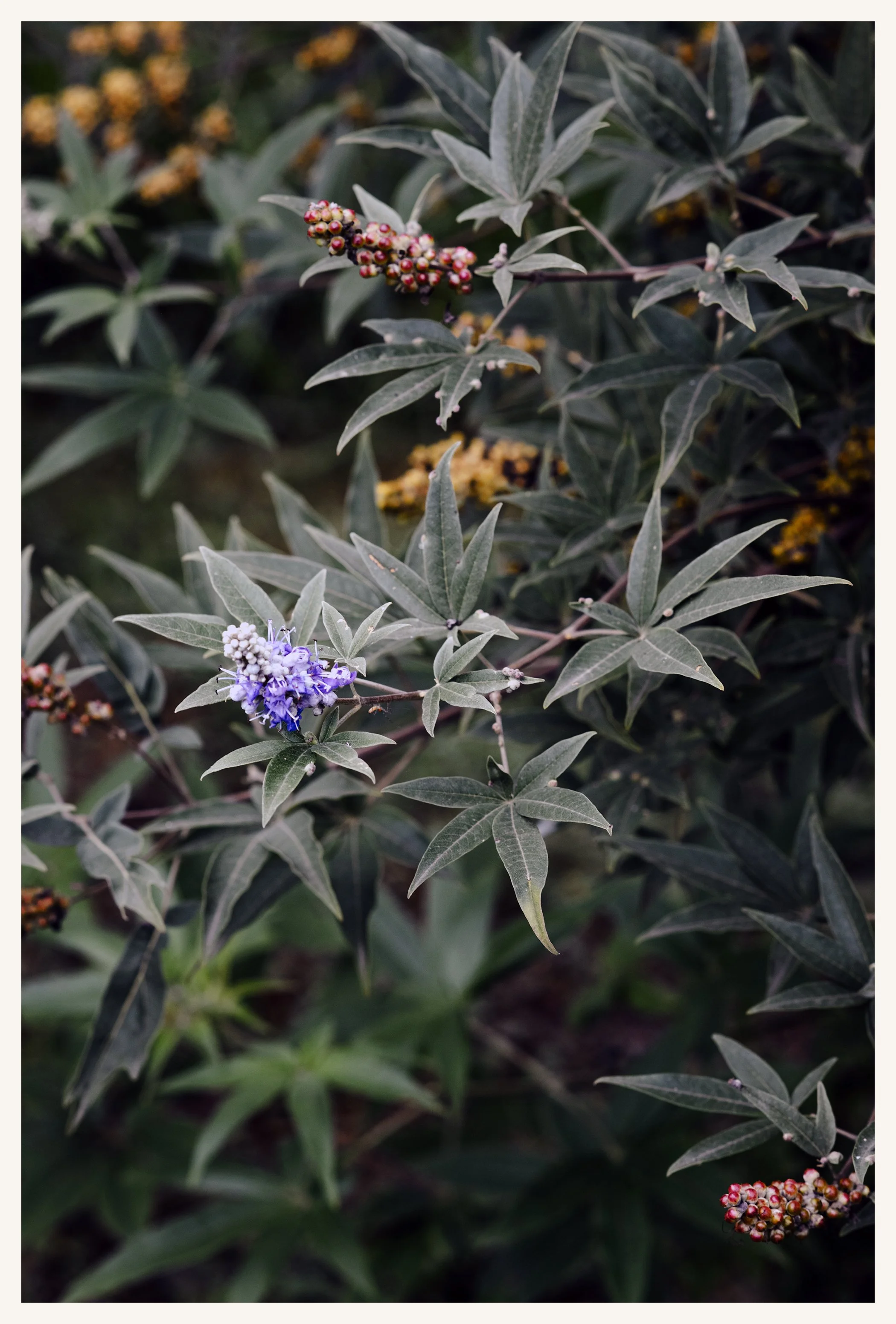 InTheGarden.jpg