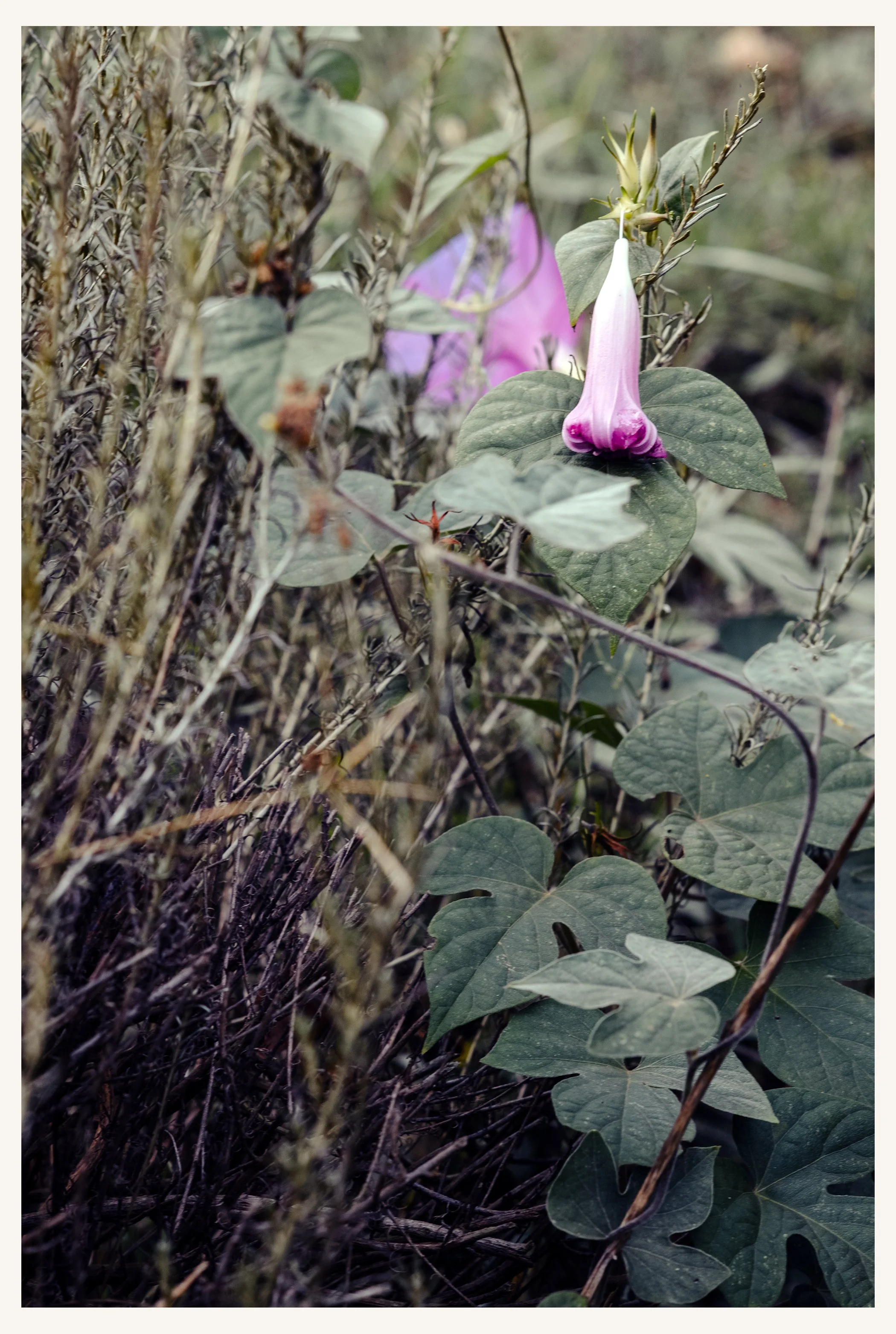 Garten_144R.jpg