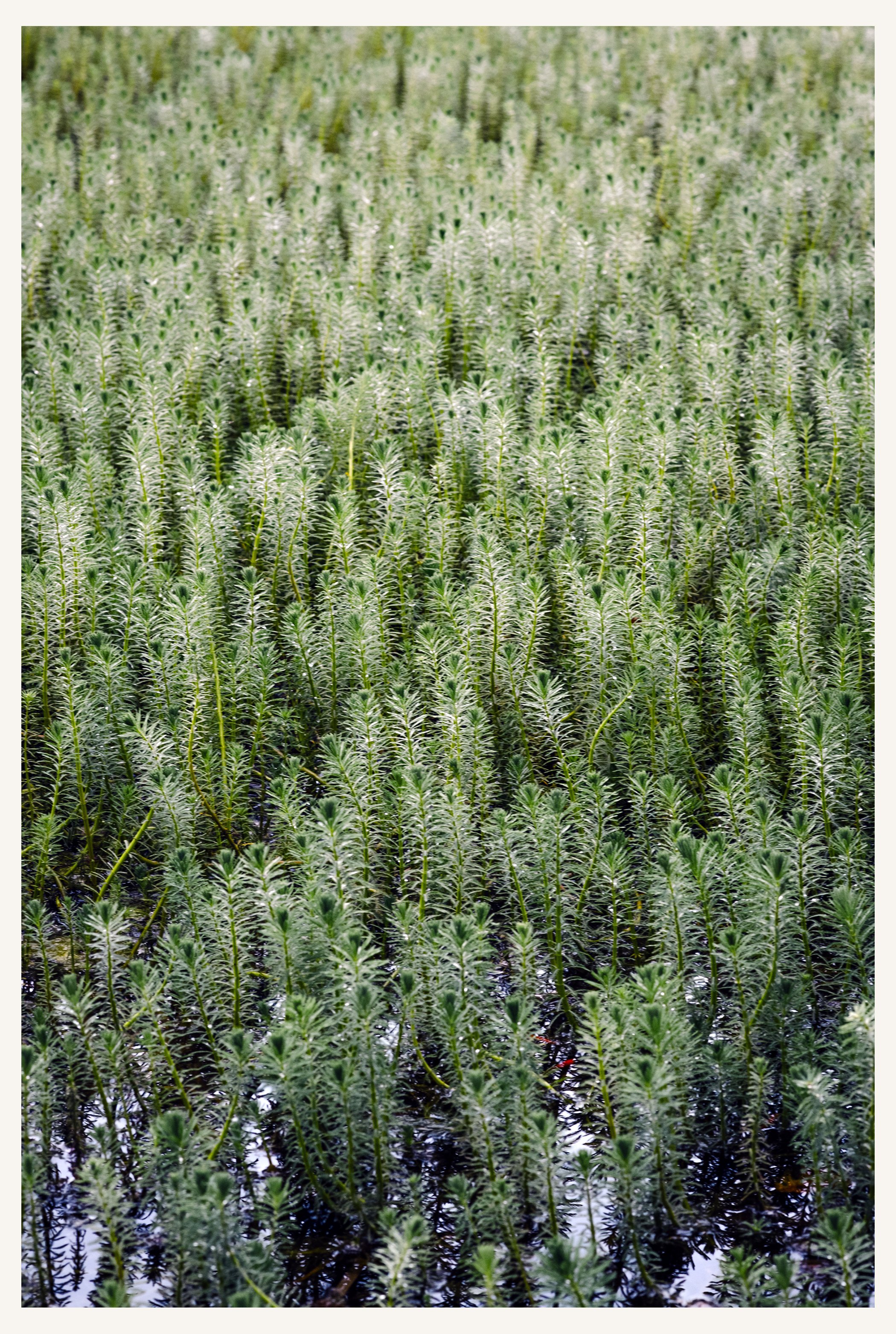 Garten_104R.jpg