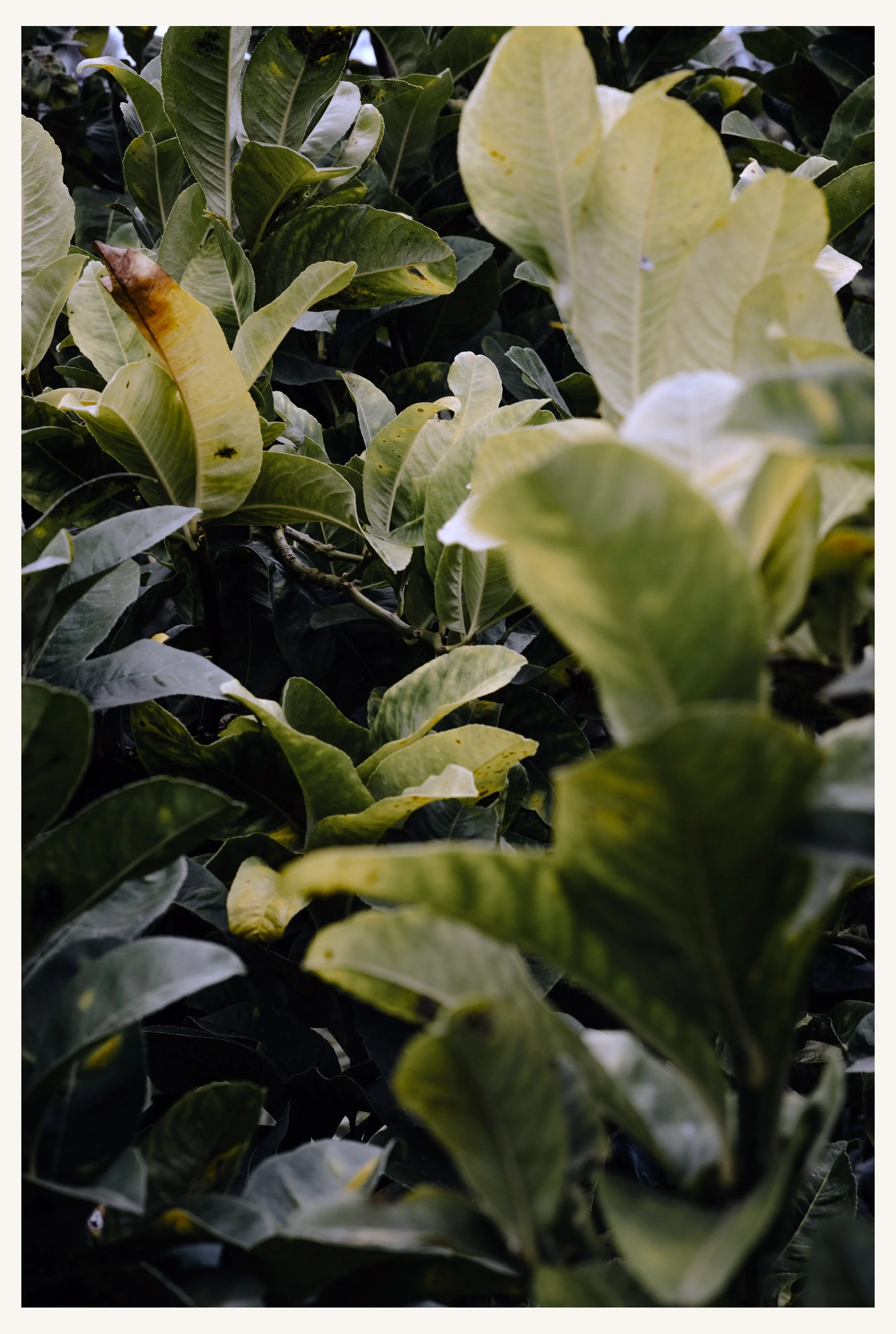 Garten_021R.jpg