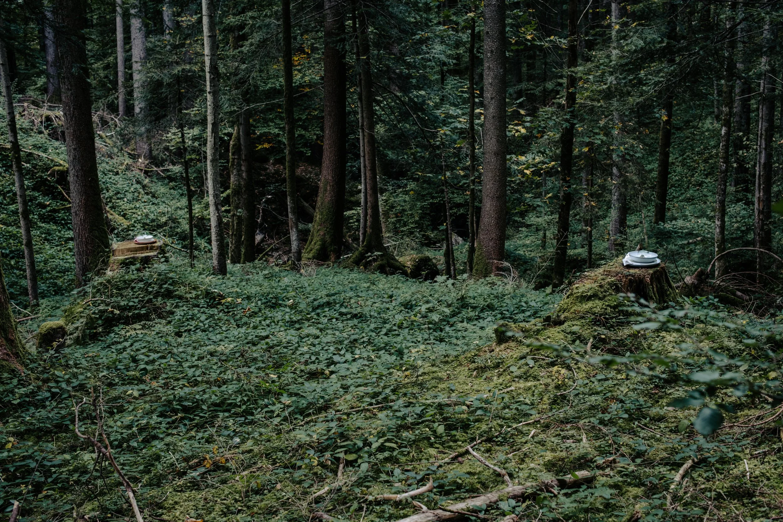 Hidden Plates at Wald Dinner