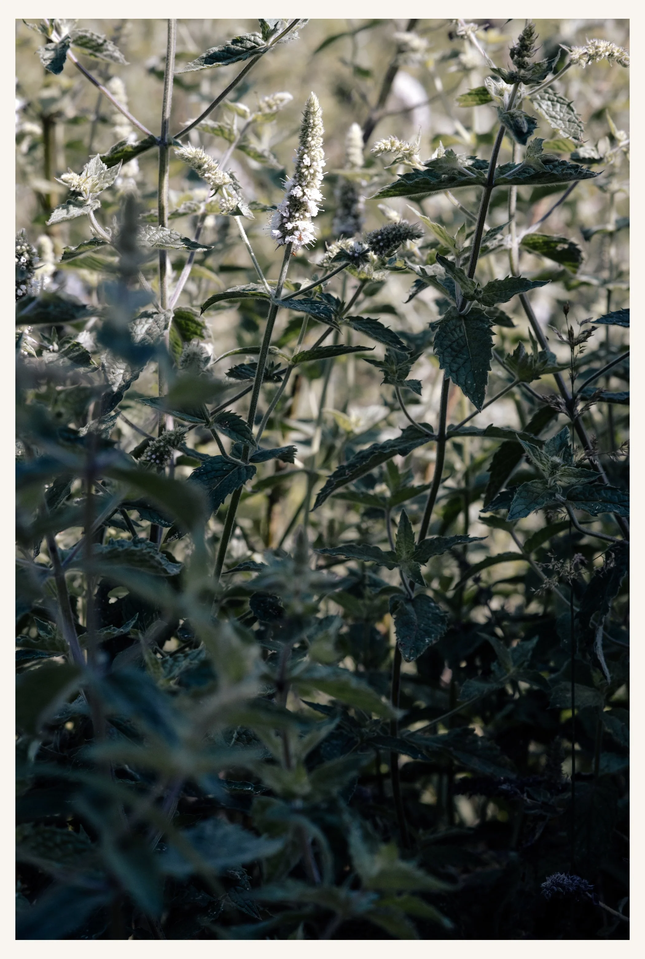 Garten_069R.jpg