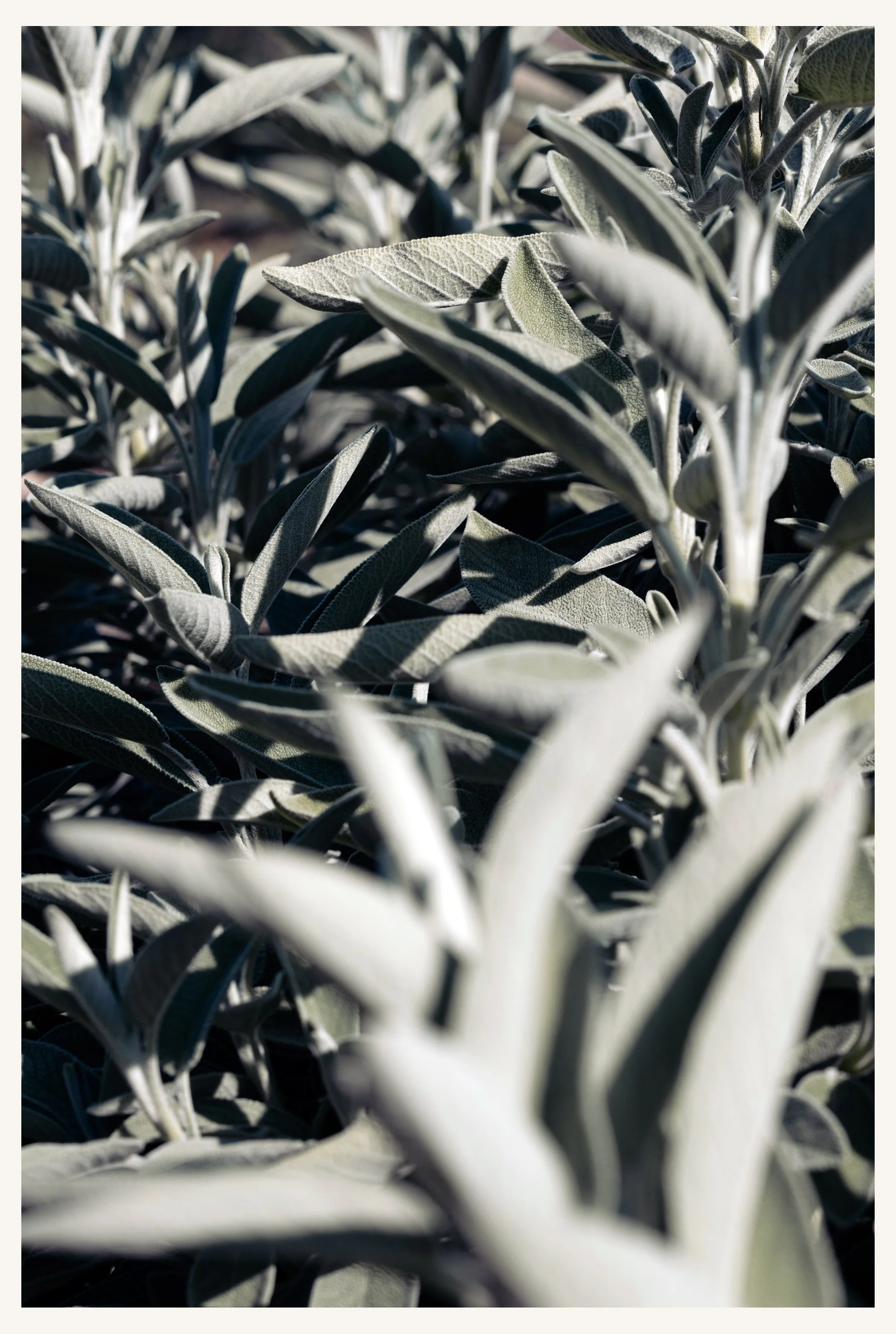 Garten_117R.jpg
