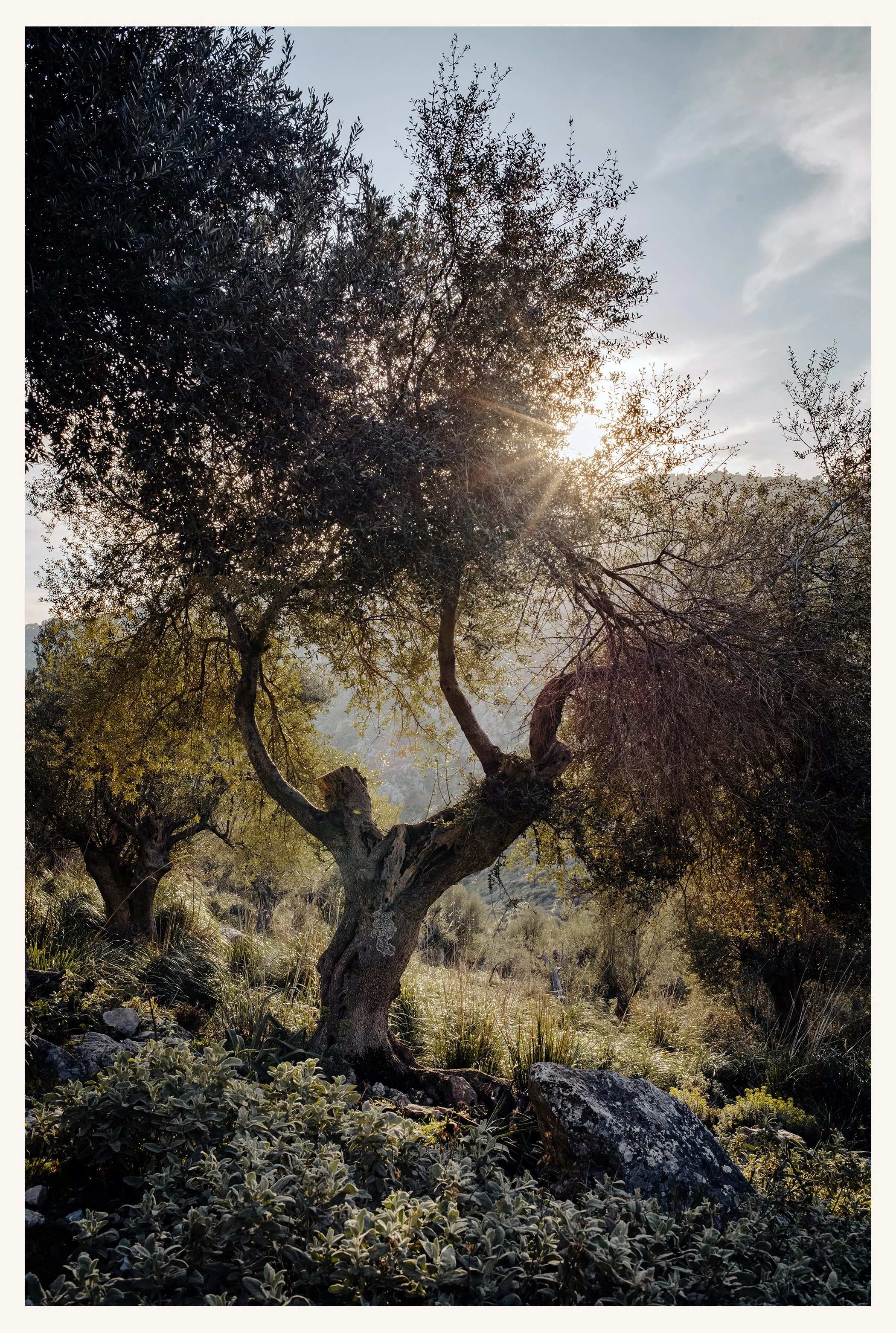 Mallorca-205R.jpg