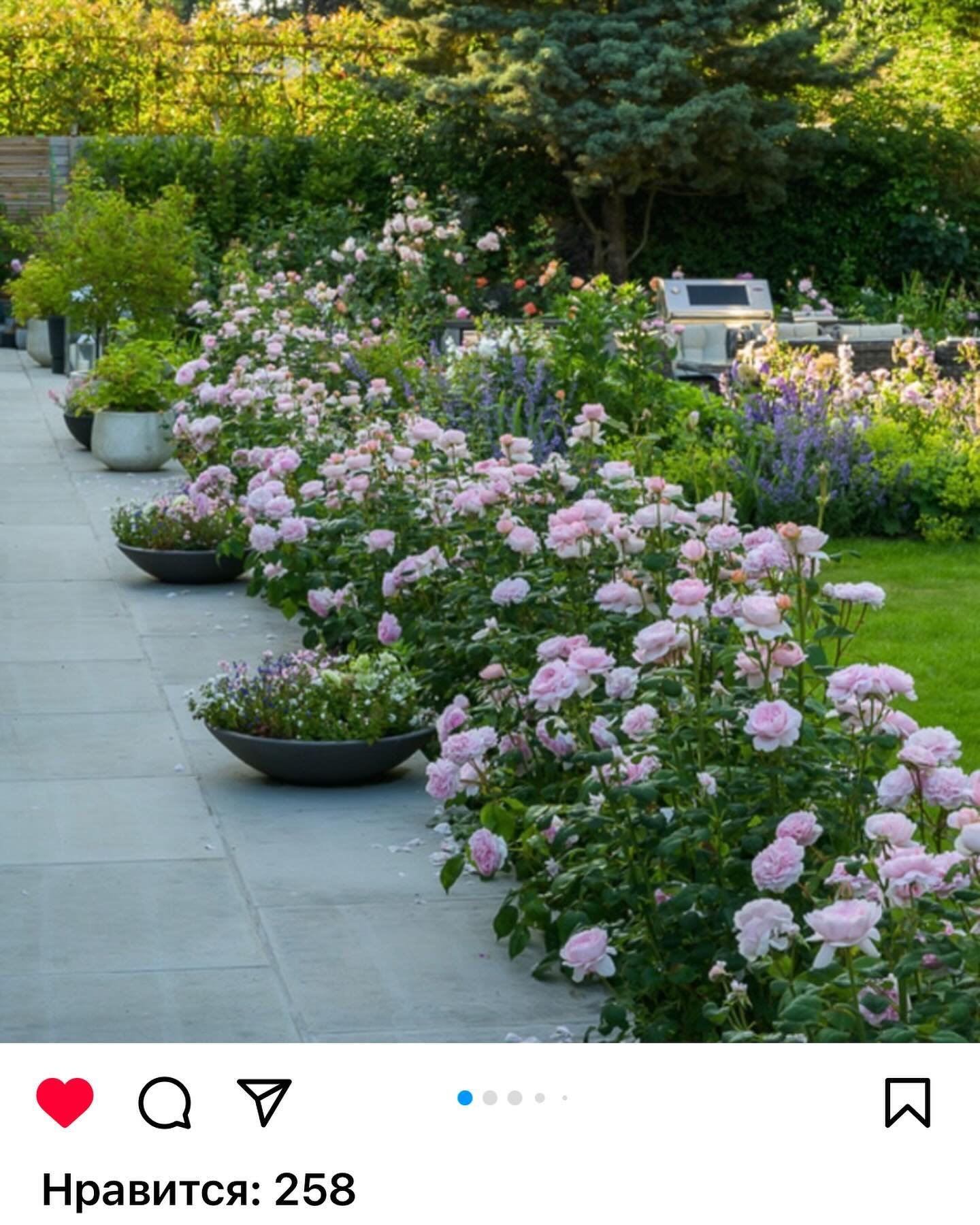 It&rsquo;s an absolute honour to be featured by @david_austin_roses 🥰🥰🥰