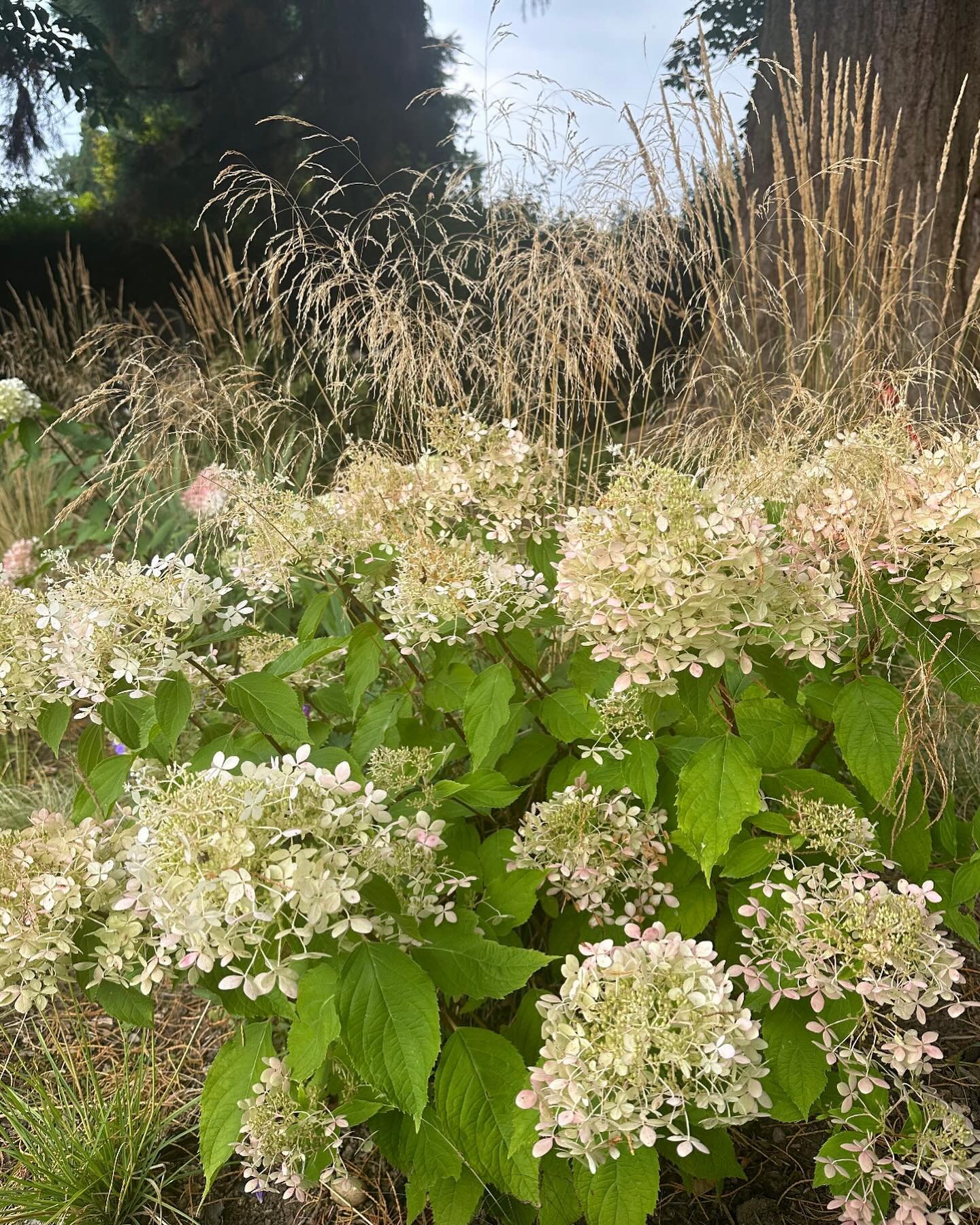 I&rsquo;m running a Hydrangea workshop on the 10th October, 10-11am. Join me for the session where you&rsquo;ll learn all about these beautiful flowers. I will guide you through the process of caring for hydrangeas, from planting to pruning. Whether 