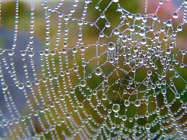 Het wereldwijde web van natuurlijke intelligentie