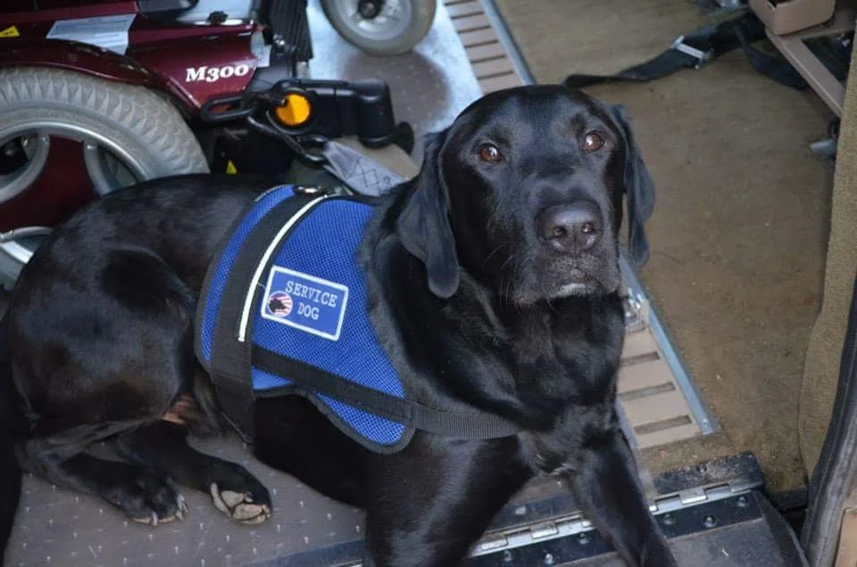 Train service dog to receive full focus and attention North Carolina