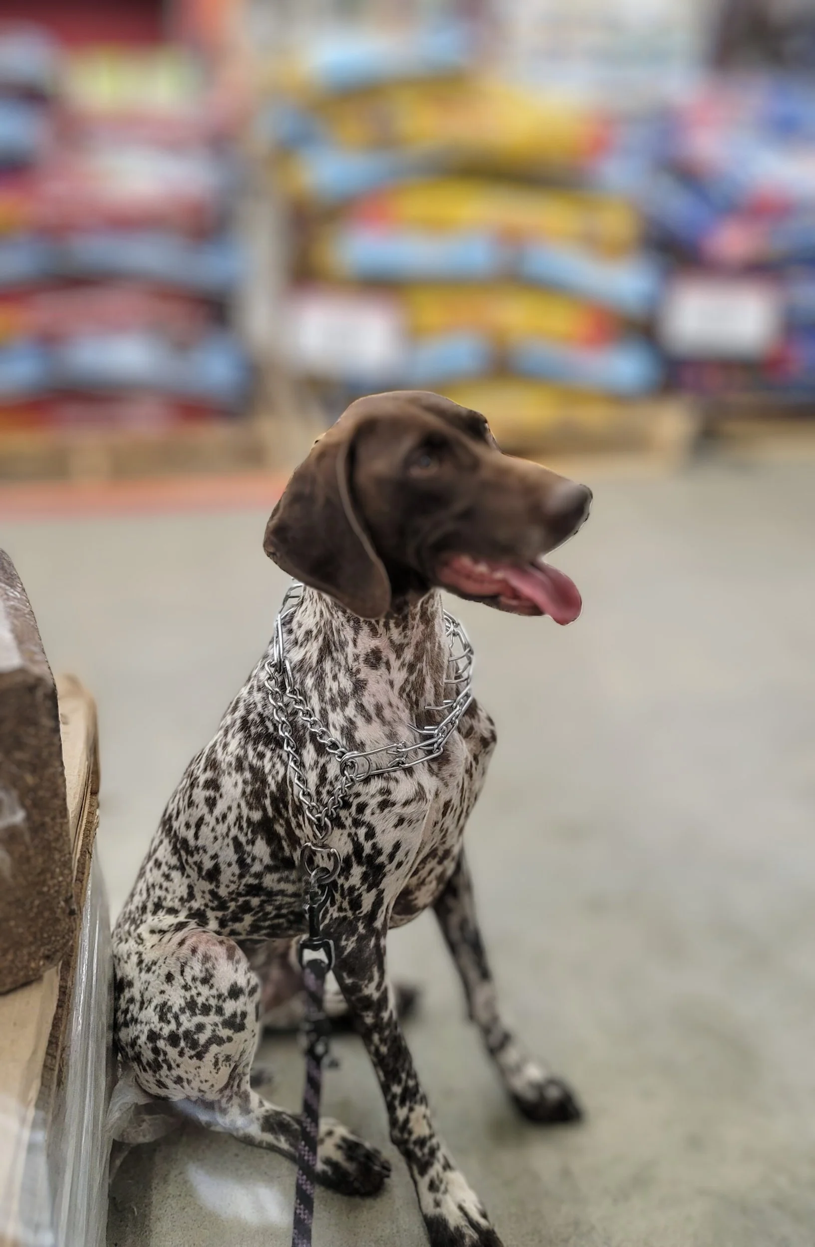 Transform dog to obedient companion Mocksville NC