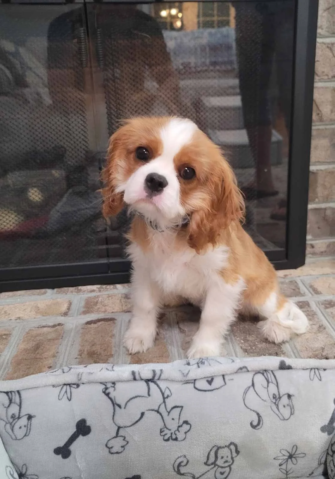 In home puppy dog lesson training