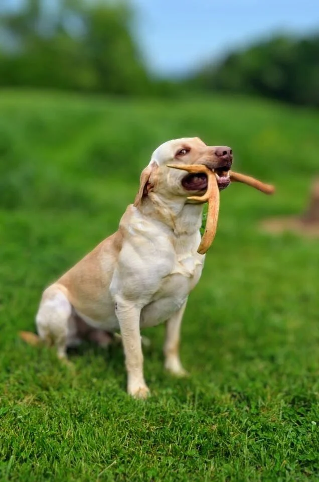 Skilled dog training Mocksville NC