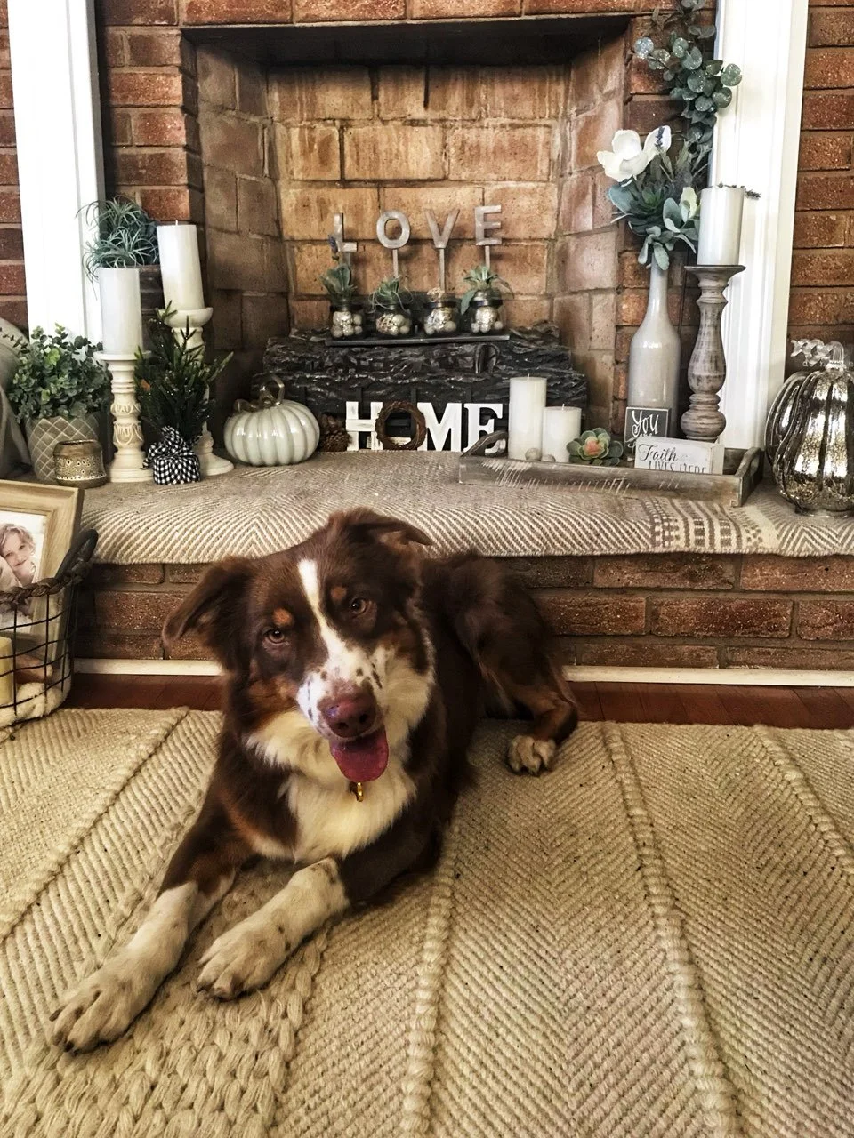 Private dog training lessons at home