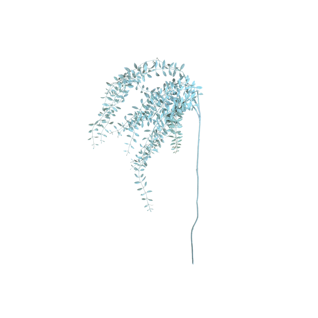 Trailing Eucalyptus