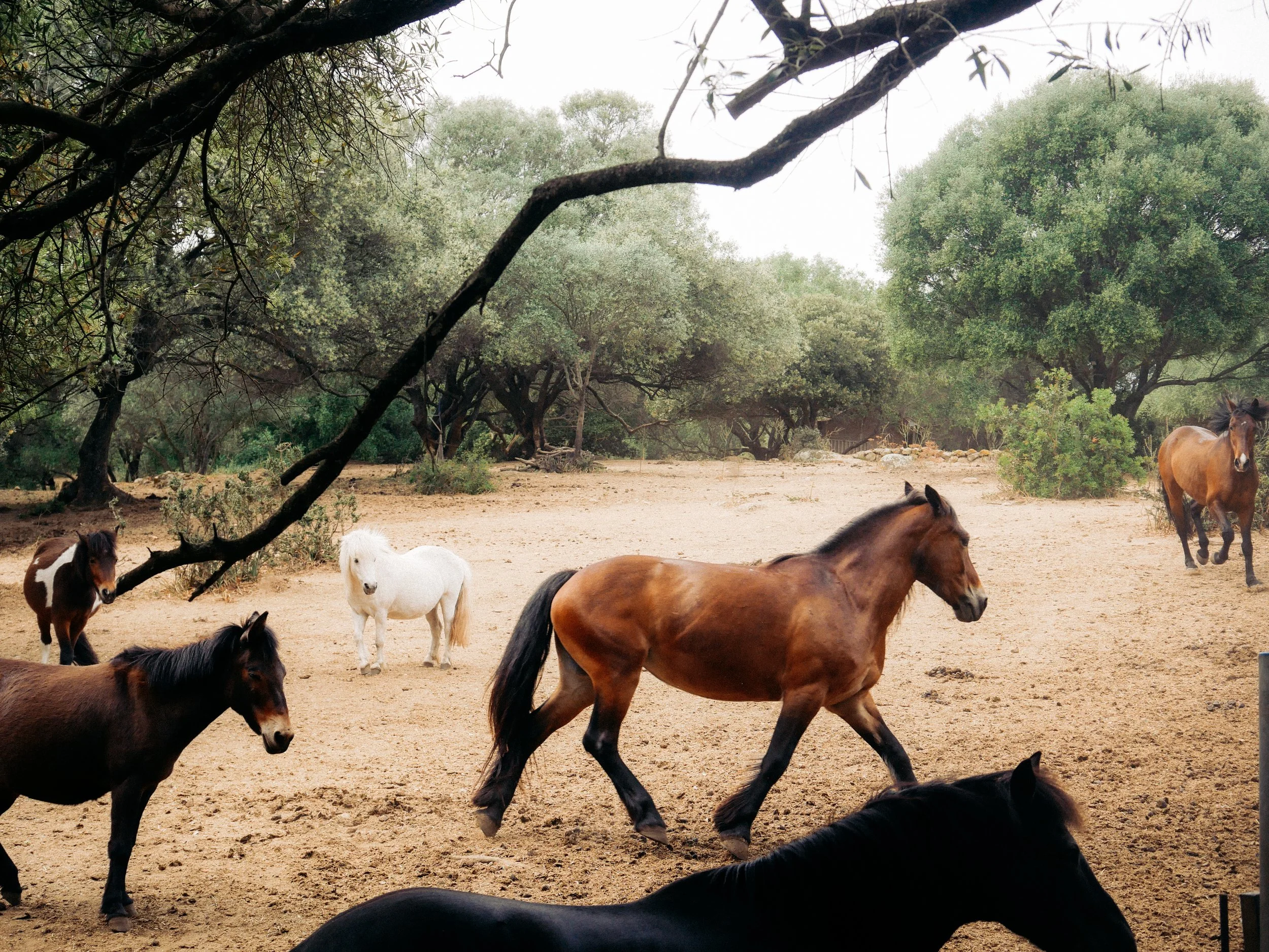 Des chevaux bruns, noirs et blancs dans un paysage verdoyant avec des arbres.