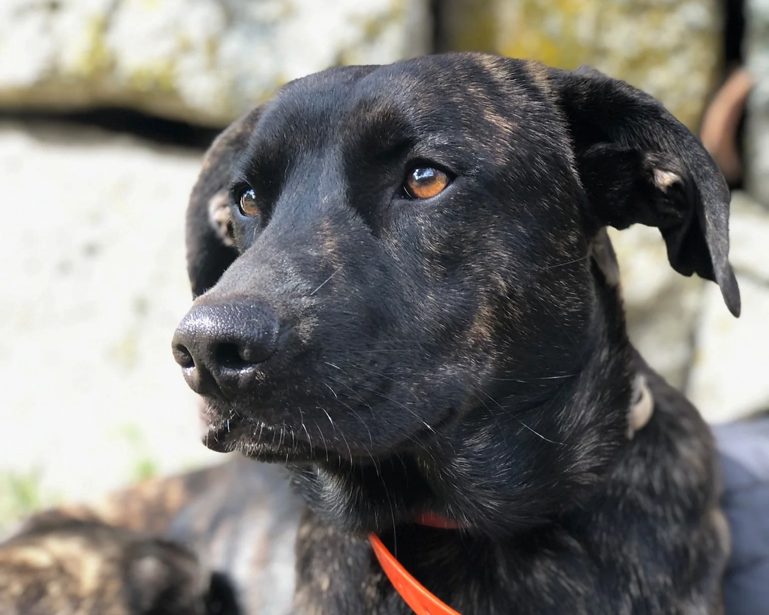 elevage de cursinu corse du sud