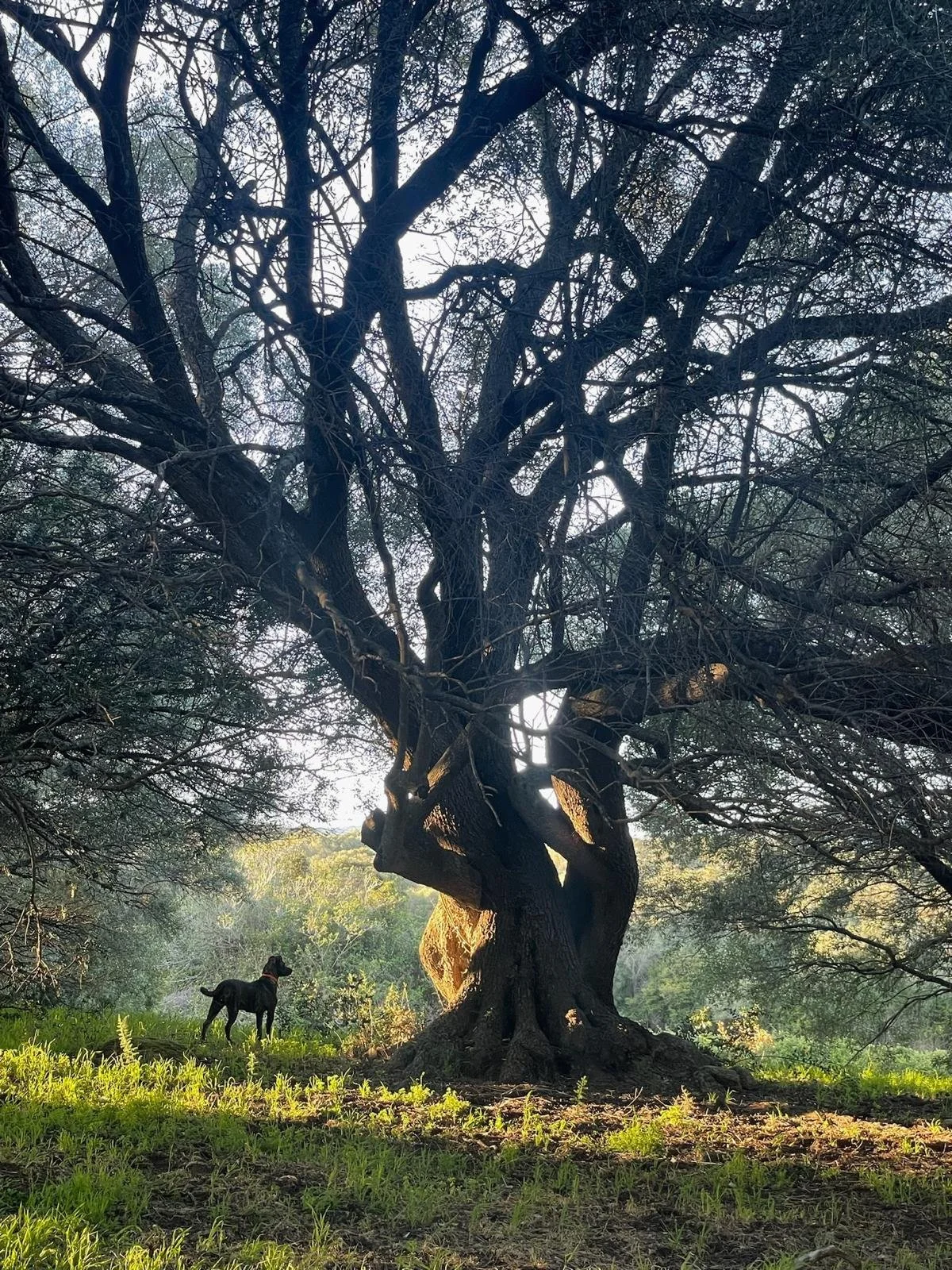 Un grand arbre avec un tronc épais et des branches noueuses dans une zone ensoleillée, avec un chien noir debout à ses pieds, dans un paysage naturel verdoyant.