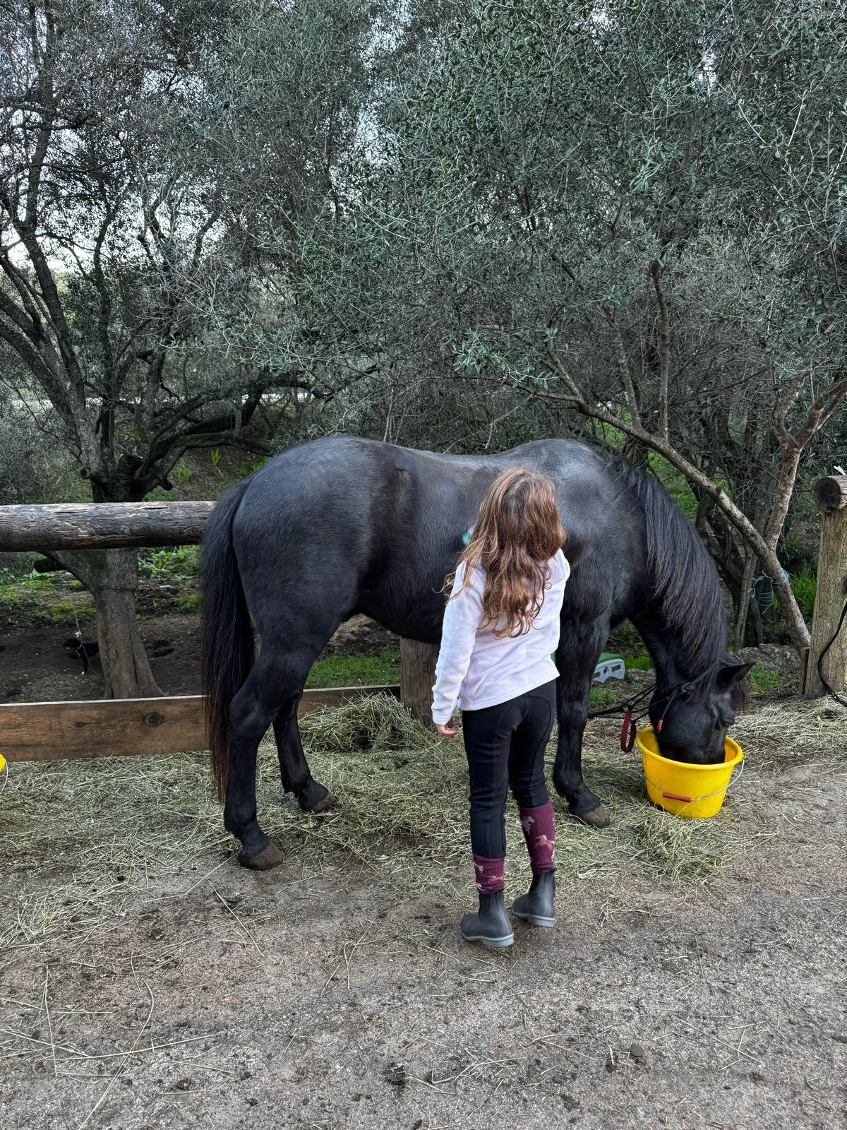 Une petite fille avec des bottes noires, un pantalon noir et un sweat blanc alimente un cheval noir dans un enclos avec des arbres et de la végétation.