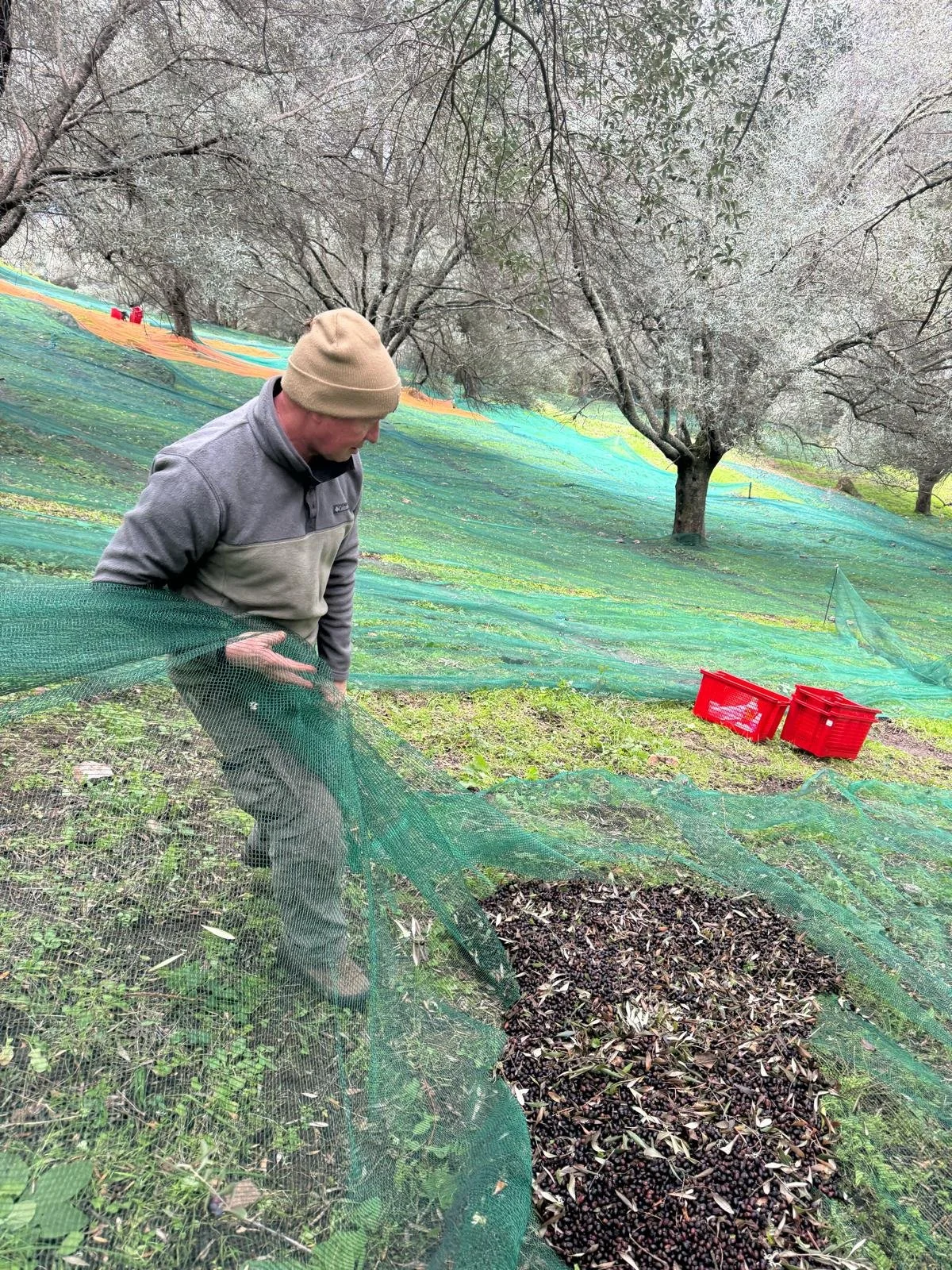Une personne en plein travail dans un verger, récoltant des olives, avec des arbres en arrière-plan et des caisses rouges autour.