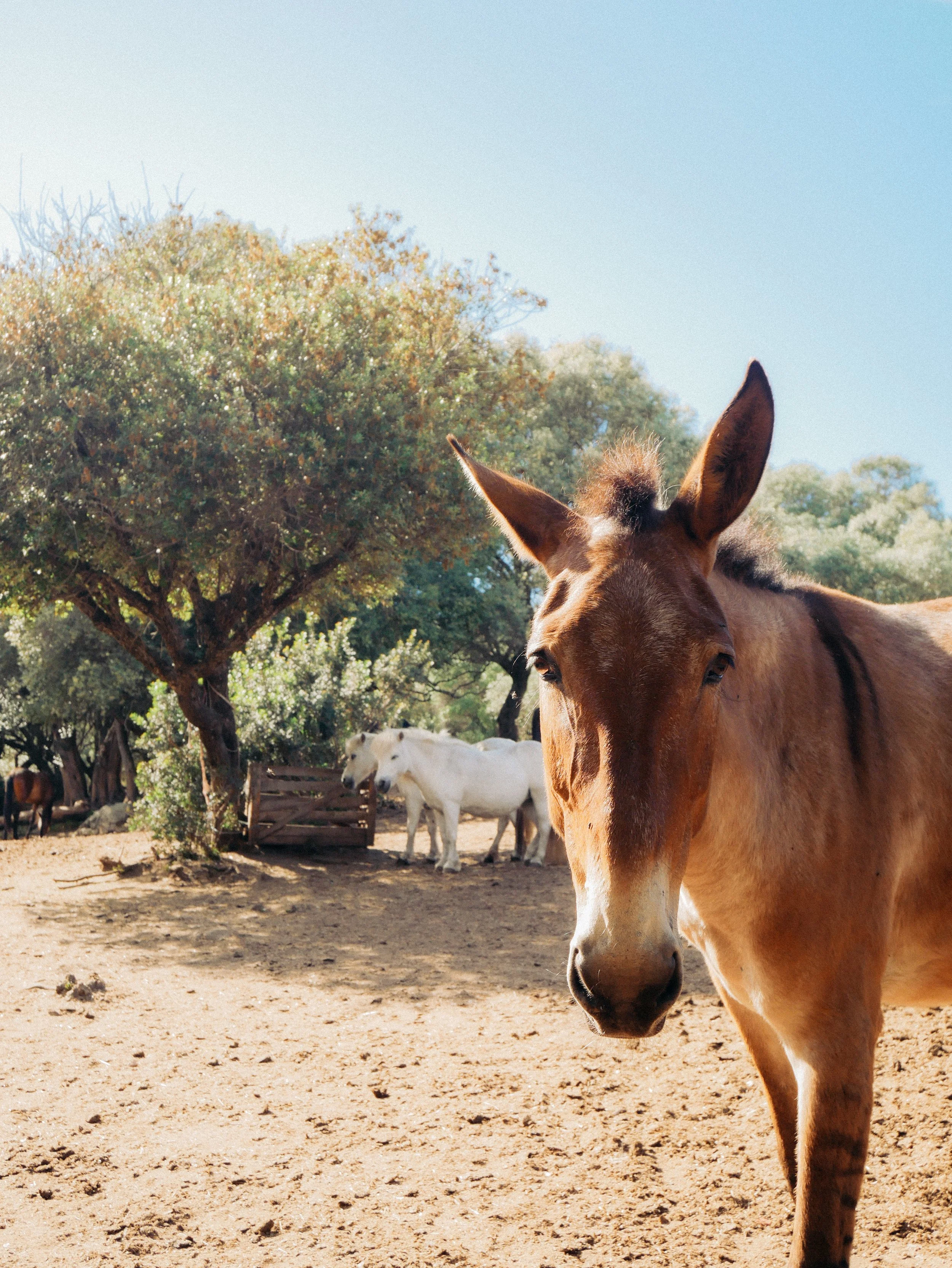 Un cheval marron avec des oreilles pointues au premier plan, avec d'autres chevaux blancs et bruns en arrière-plan dans un enclos avec des arbres et un sol sablonneux sous un ciel clair.
