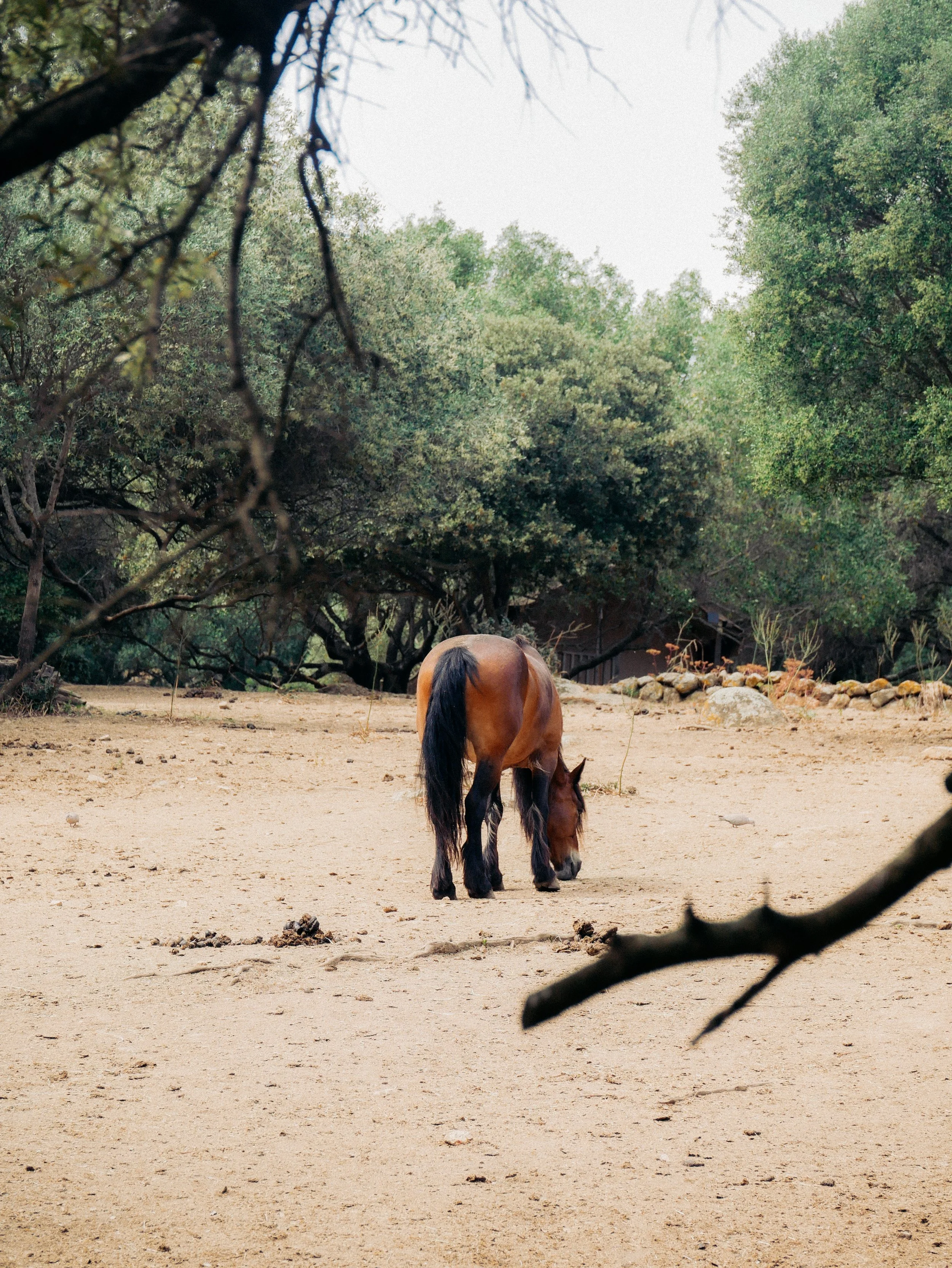 Un cheval broutant dans un terrain plat entouré d'arbres verts avec un ciel clair.