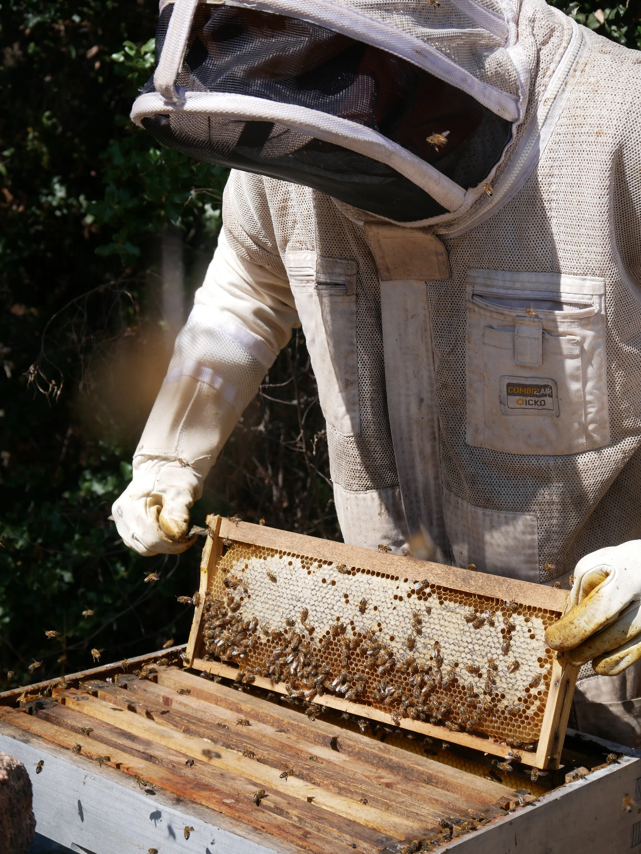 Une personne en tenue de apiculteur inspecte une ruche avec des abeilles et une reine à l'intérieur, tenant une grille à miel.