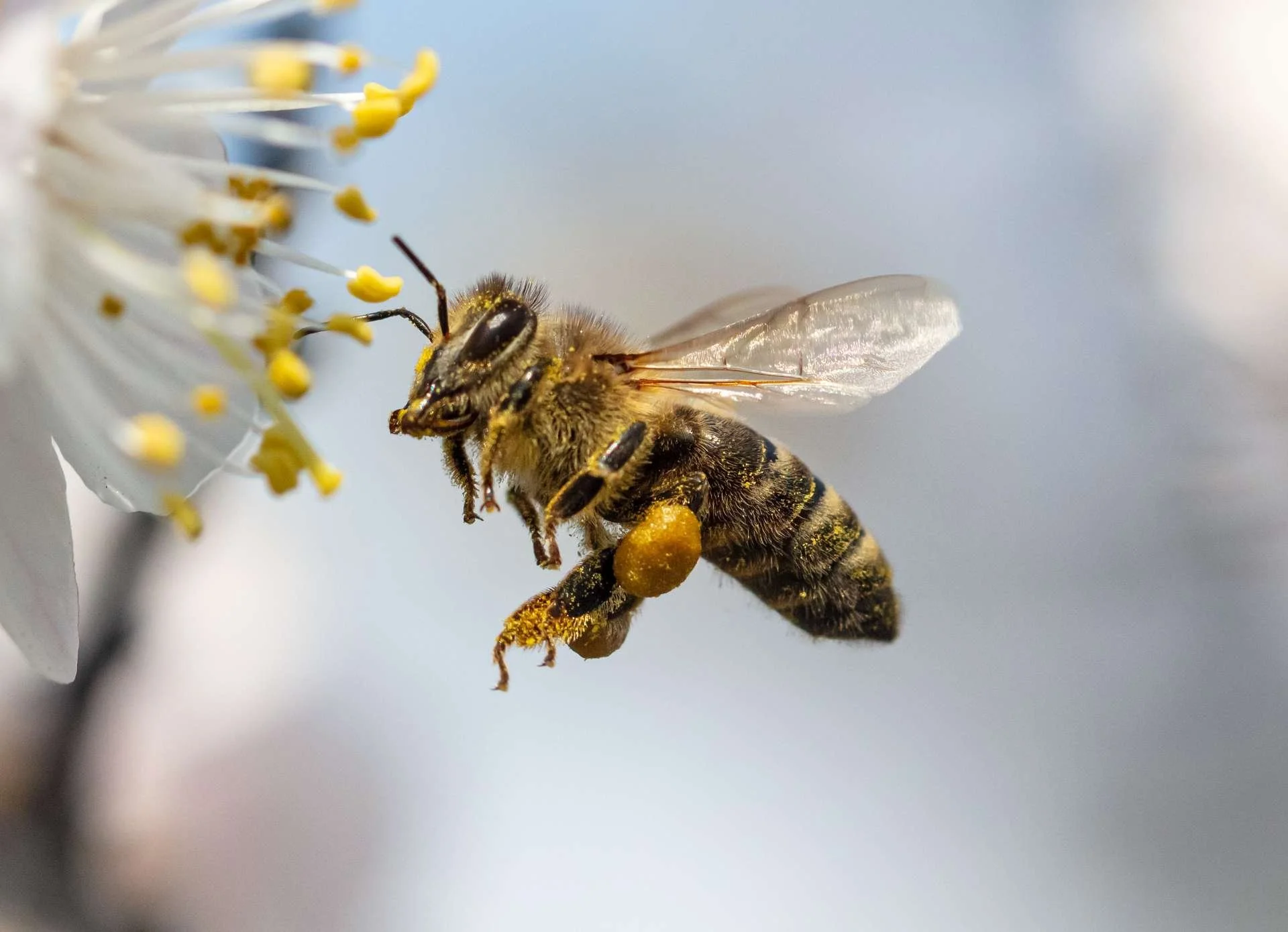 Abeille s'approchant d'une fleur blanche