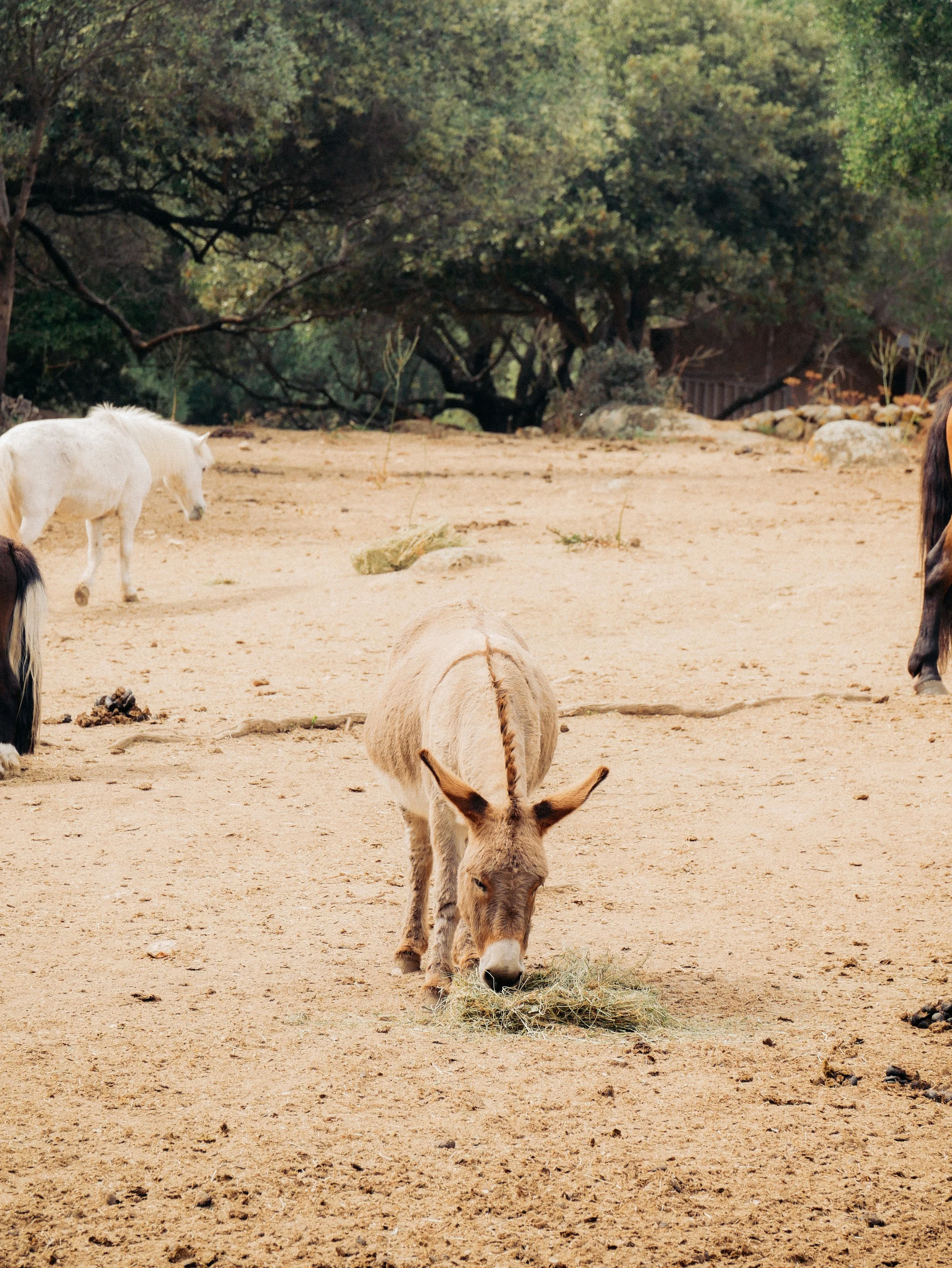 Une image d'un cheval beige barbouillé de foin à manger au sol dans un espace ouvert, entouré d'arbres verts.